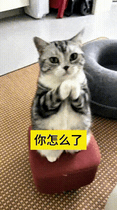 看完这个视频反复看了好几遍，真的被这只小猫逗乐了。它直直跑到主人面前站起来作揖，