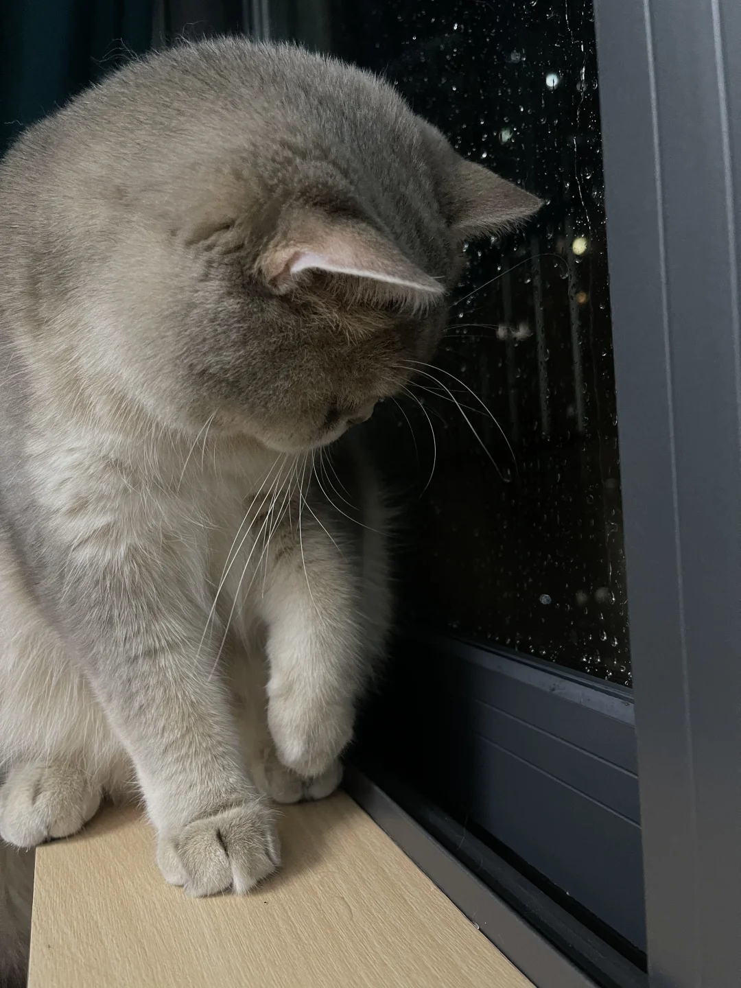 下雨天的小猫咪