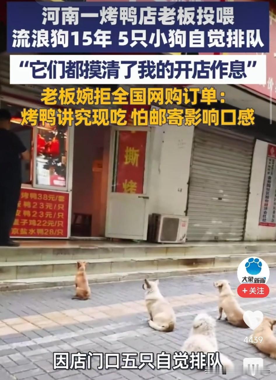 太暖了！洛阳，烤鸭店老板用鸭屁股投喂流浪狗15年，5只小狗早6点准时报到、深夜1