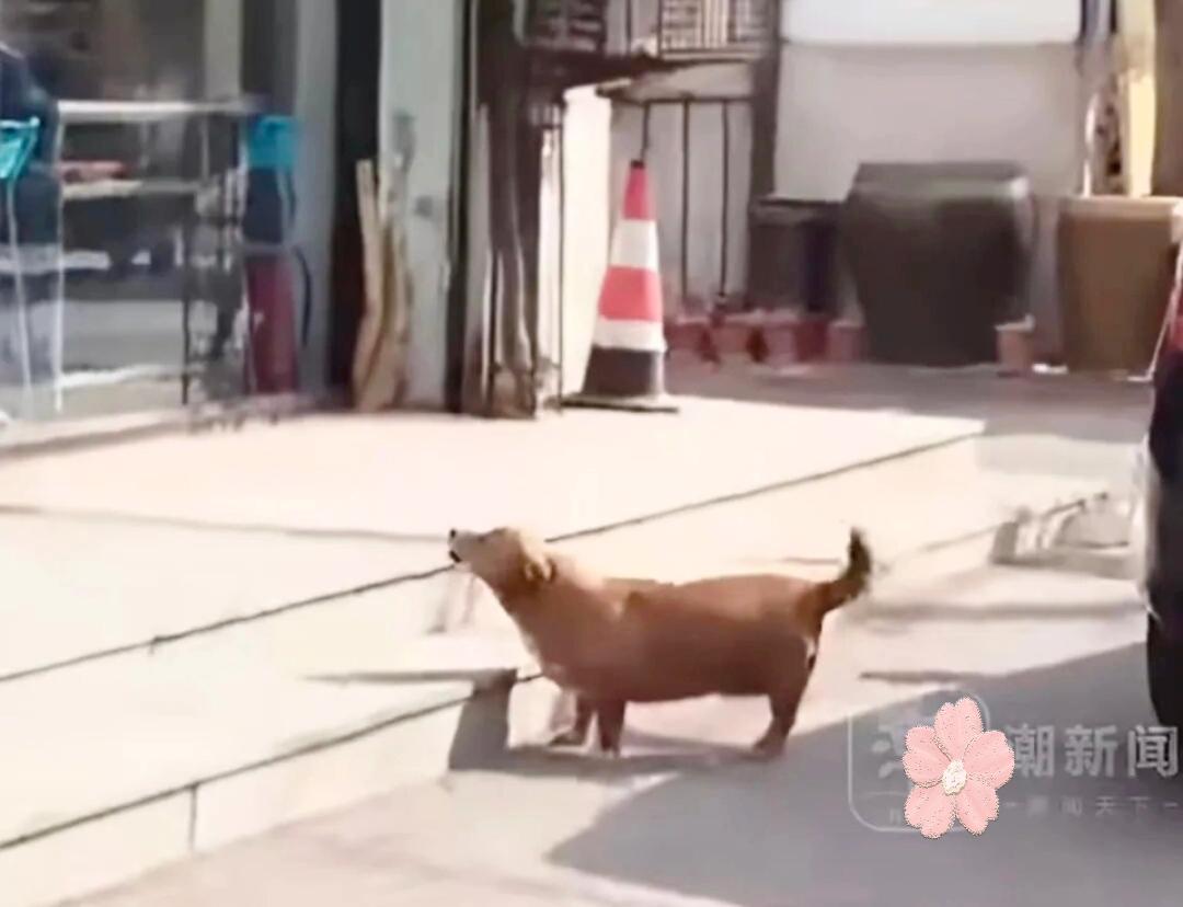 一般狗狗的寿命15年左右，用了狗狗半生的生命去开骂，这是多大仇多大恨呀[捂脸]这