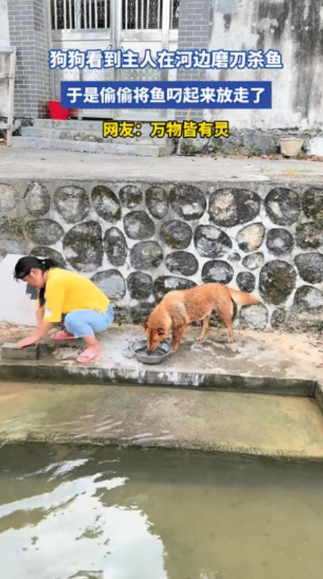 这下真解释不清了！湖南，一女子在河边准备磨刀杀鱼，没成想，女子家的狗狗不忍心看见