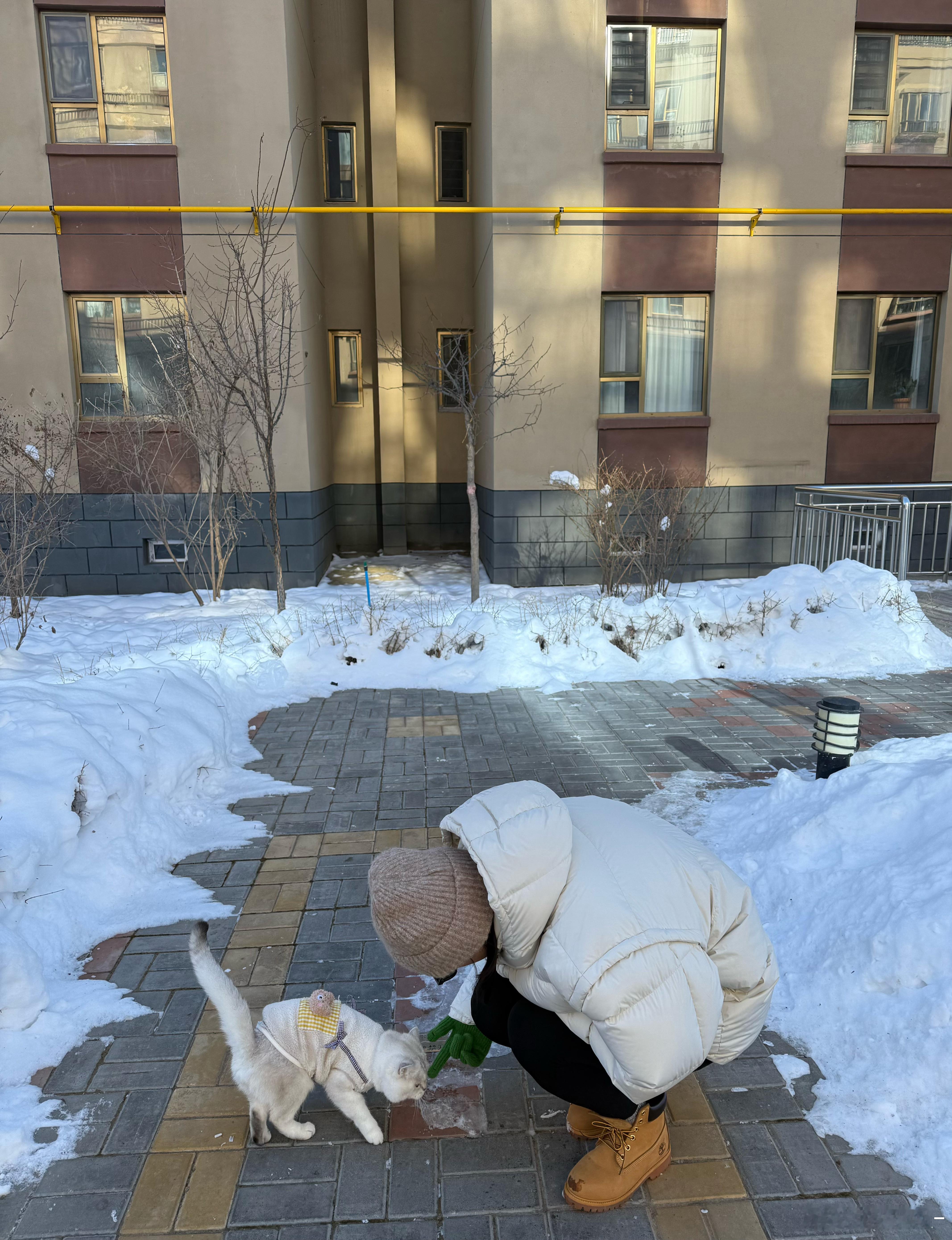 周日休息陪小Kojek😚 