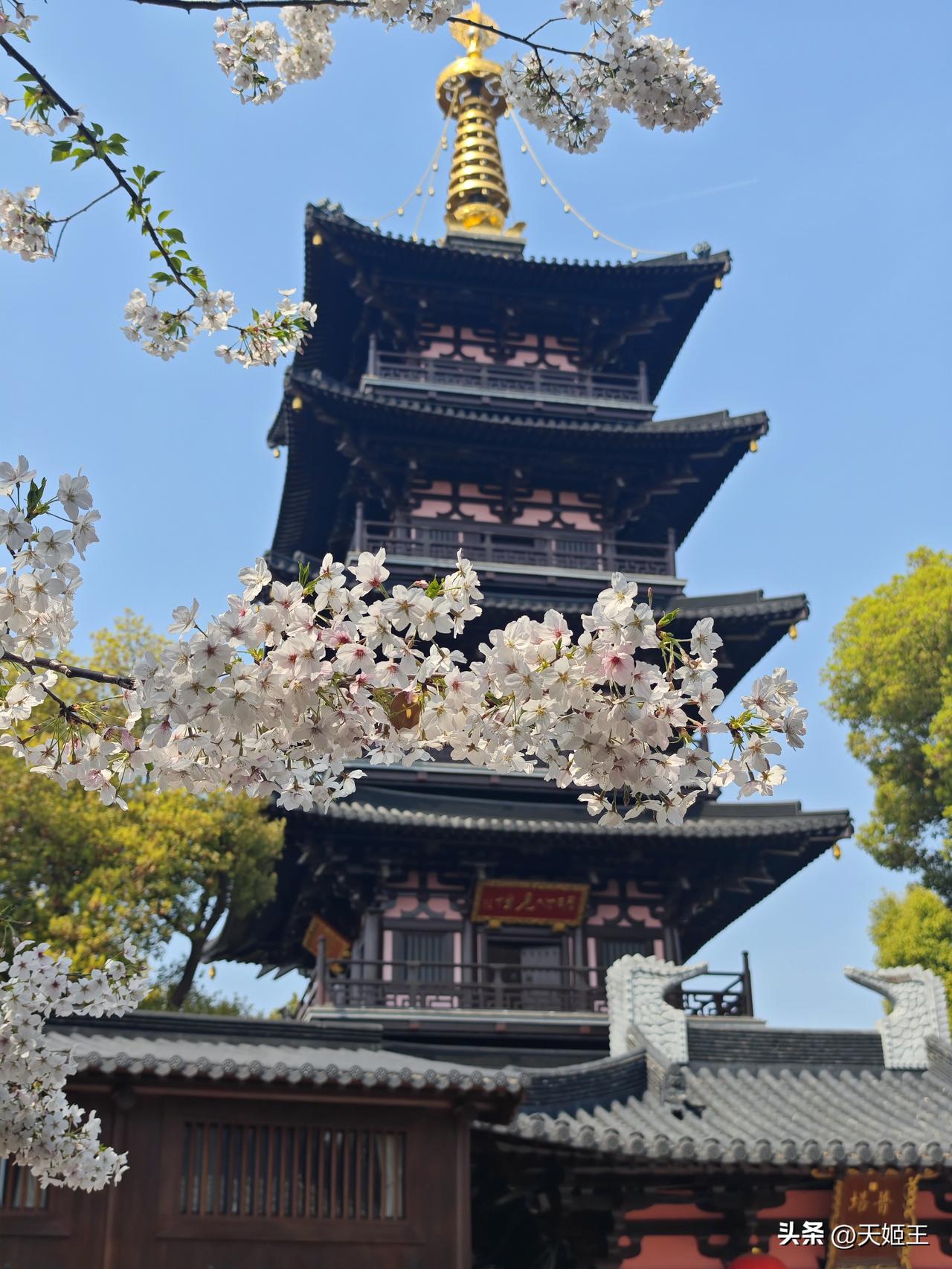 普明宝塔前两株大岛樱正是满开状态，是当年性空长老和秋爽法师亲手种下的，黄墙映着粉