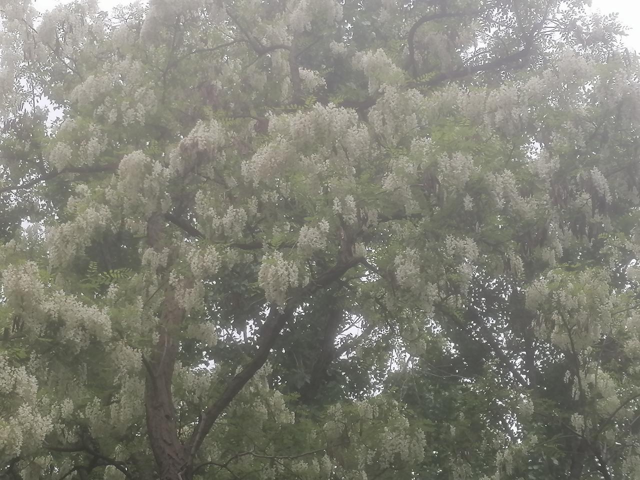 有网友知道这是什么吗？
它的本植在华北地区常见，四月中下旬开花，四溢飘香，采摘清