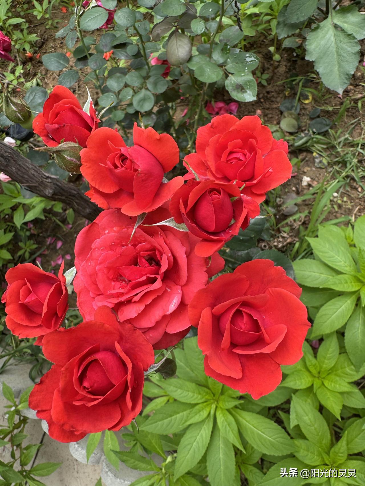 下联：春天迎百花。