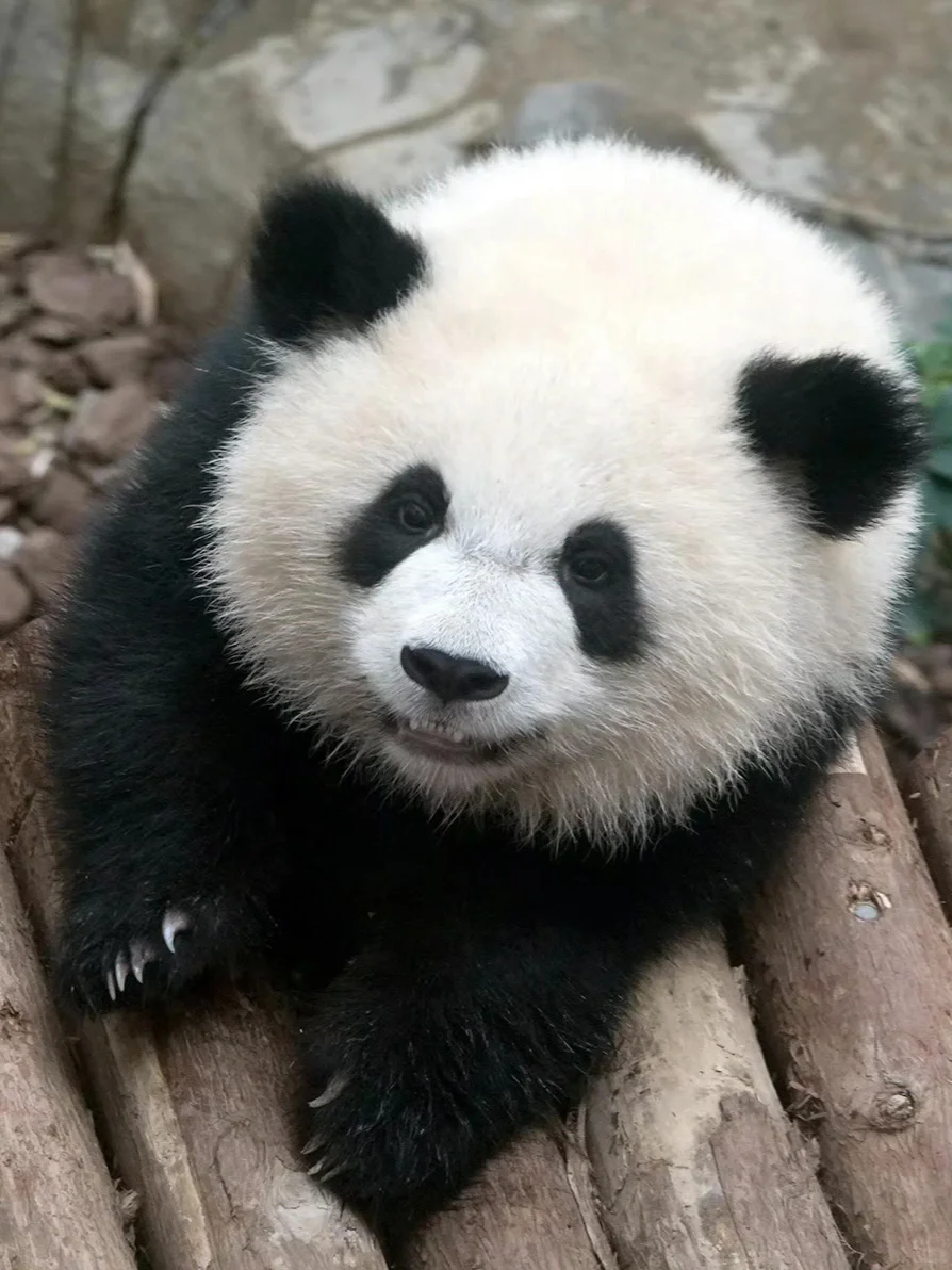 小鳌拜：我超凶的🤔🤔🤔