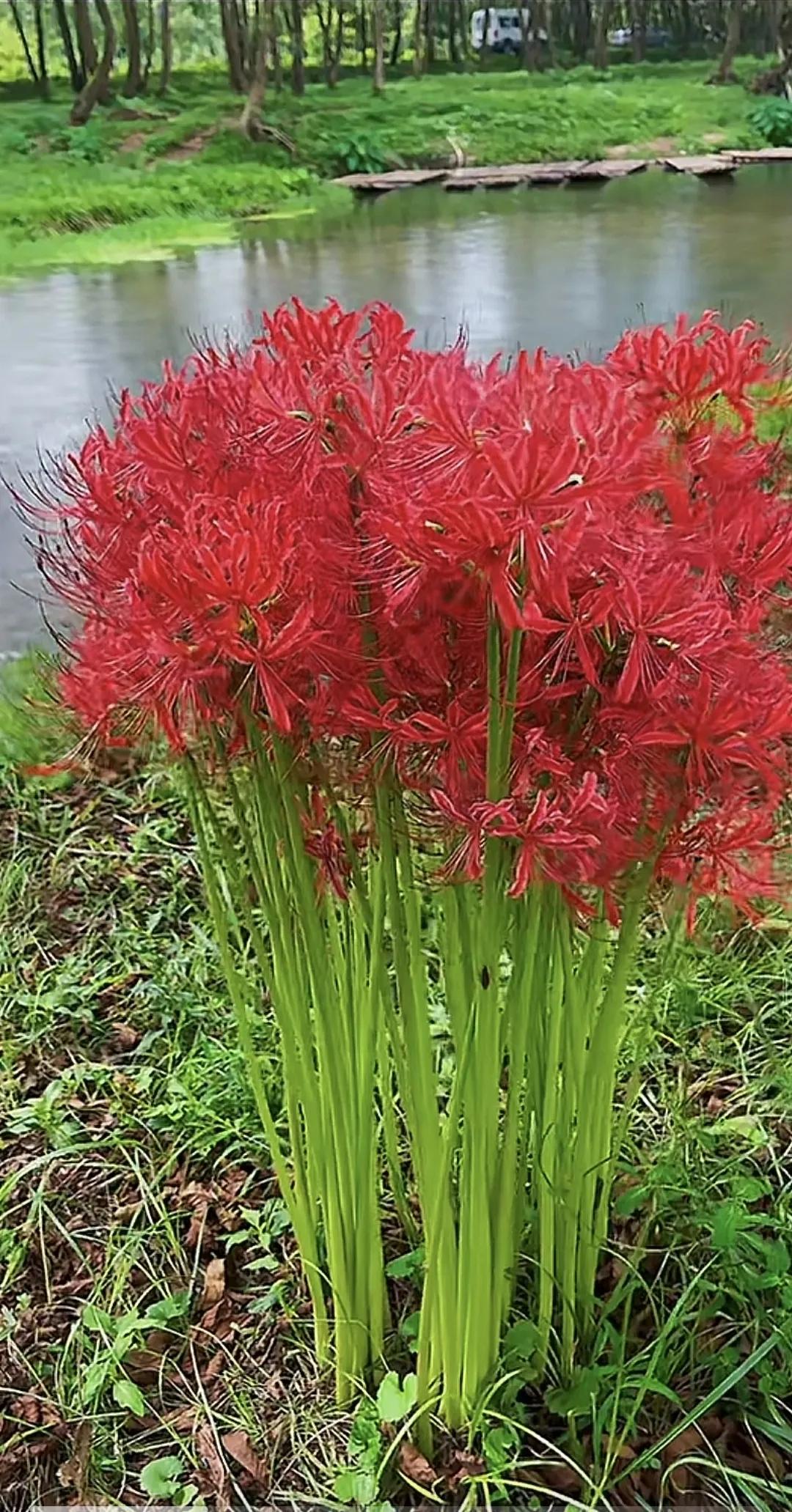 画上盛开一朵花，花朵开花花非花。花非花朵花，花是画上花。画上花开花，画花也是花。