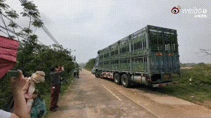 “真是闻所未闻！”辽宁一女子，联合朋友花了58万元，从广东茂名一屠宰场解救了19