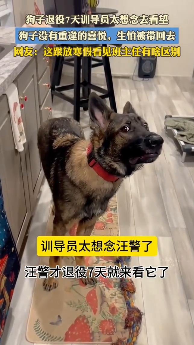 狗子退役7天，训导员太想念去看望。
狗子没有重逢的喜悦，生怕被带回去。网友：这跟
