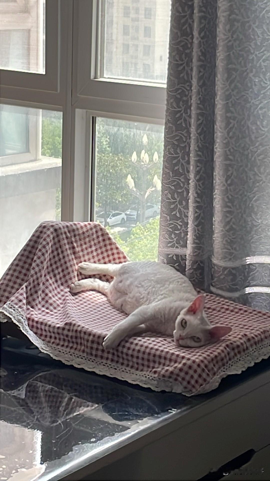 我家小猫咪准备睡午觉了，找一个地方躺起。

我感觉自己的拍照技术有待提高，小猫咪