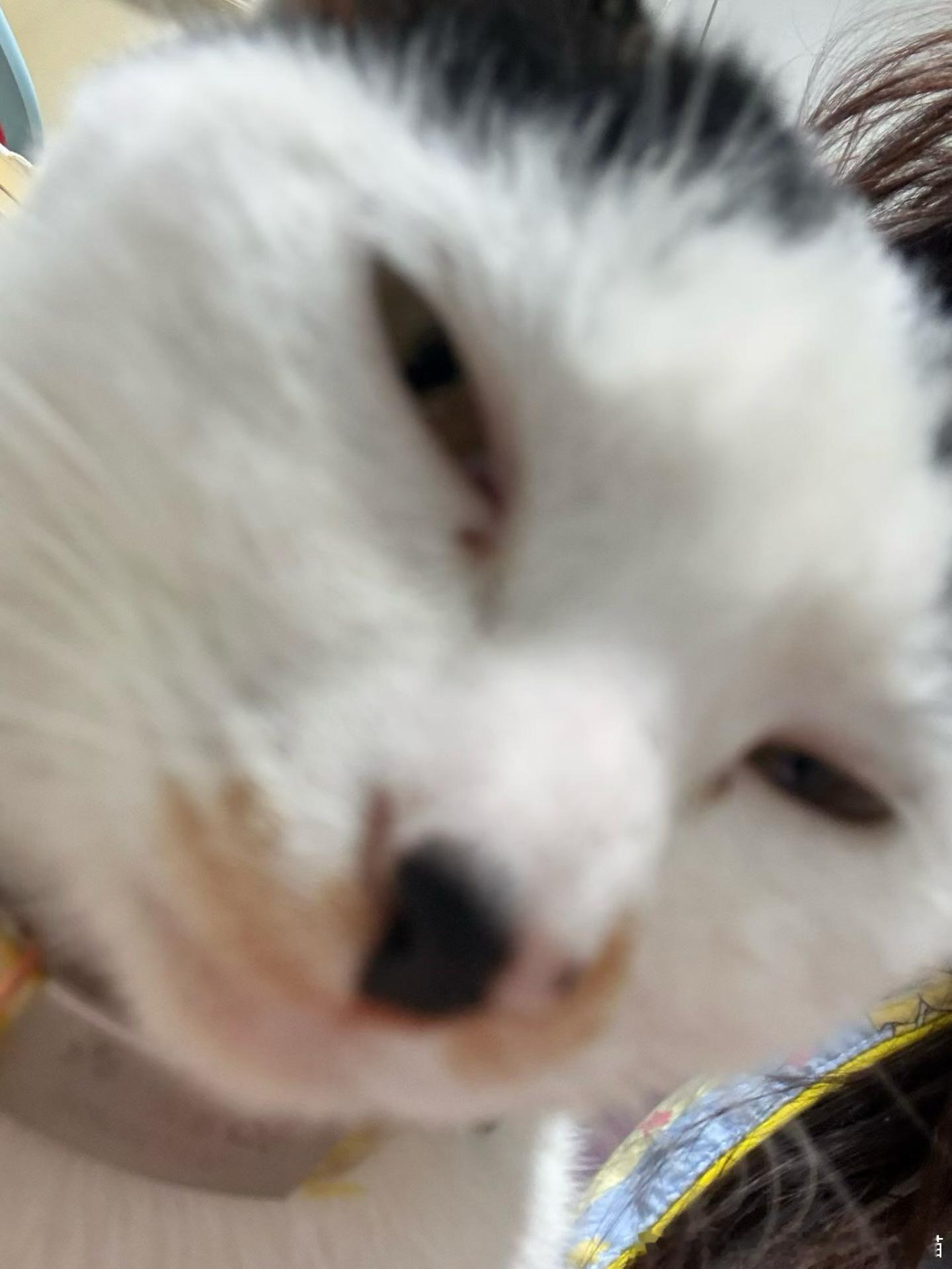 49532【丑猫】别说话，吻我 