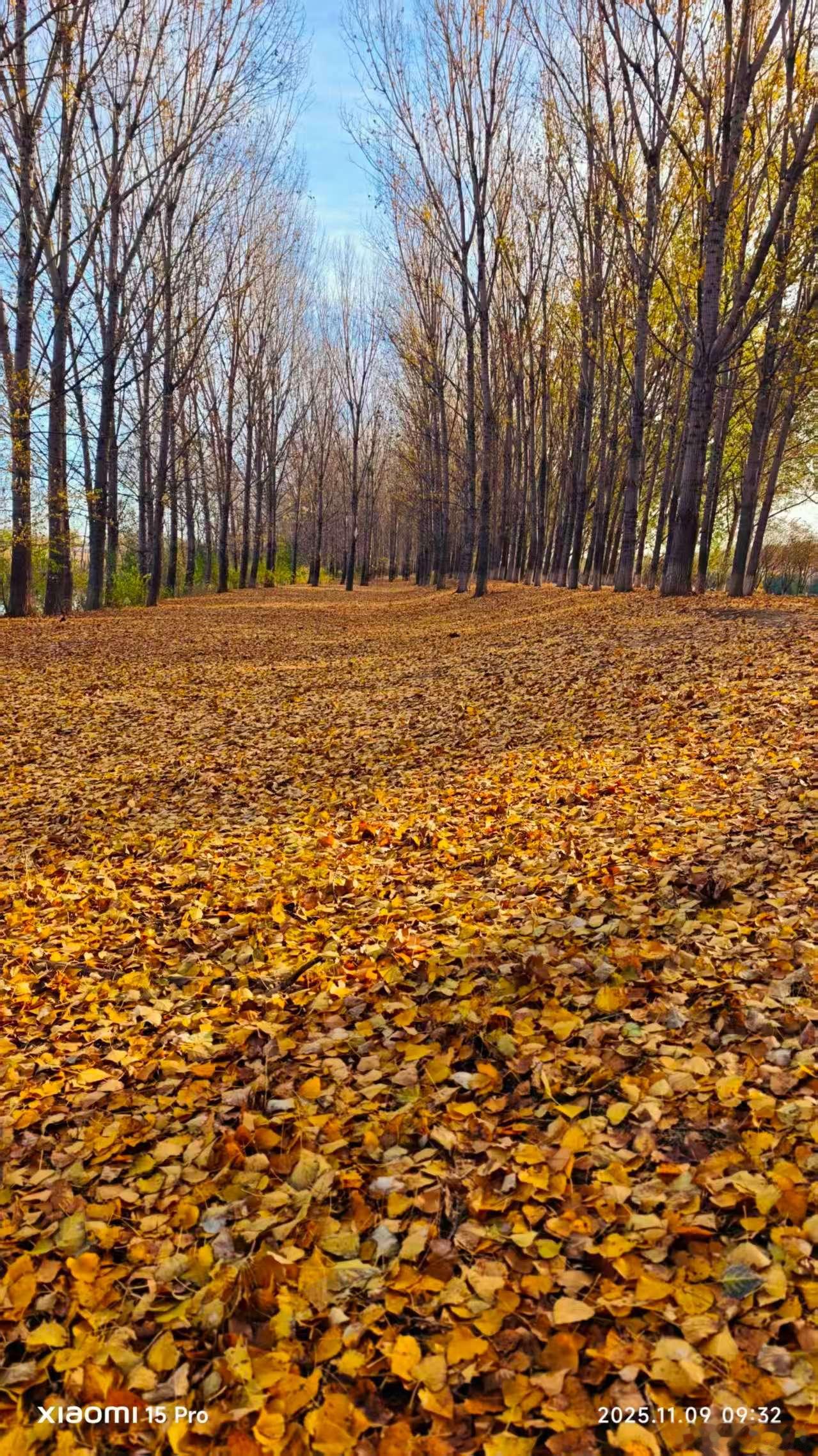 秋日铺展黄金满地，是时光沉淀的温柔勋章。没有春夏的喧嚣张扬，只剩落叶从容归根，稻
