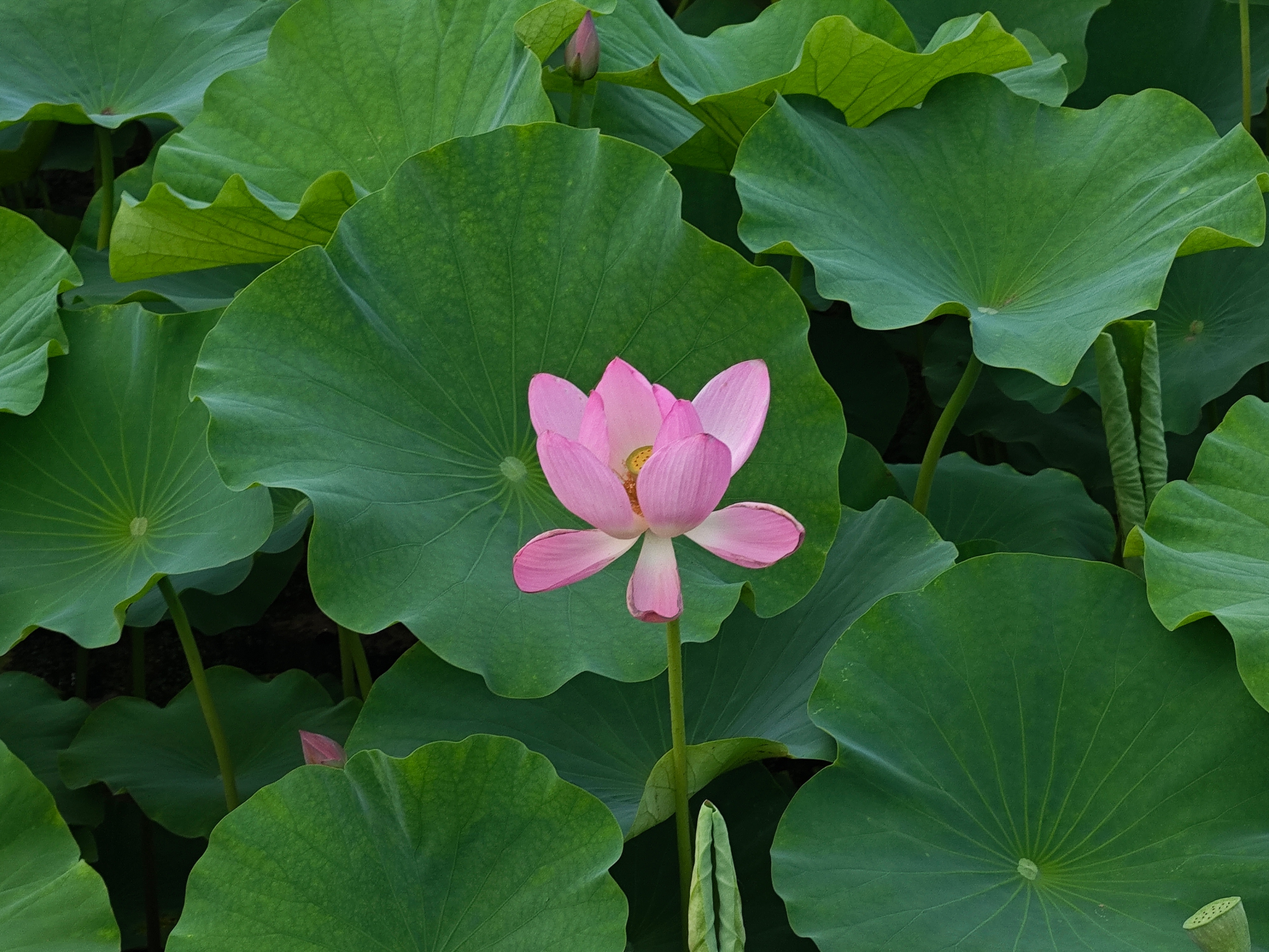 荷花 