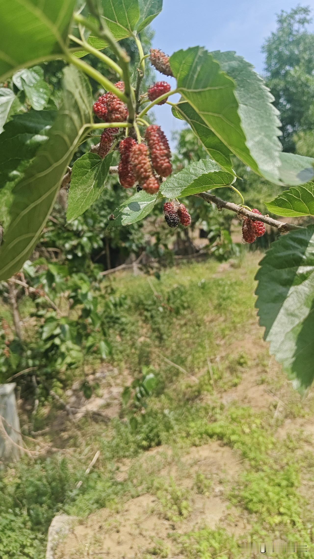 复兴大街绿化带都有桑葚，这玩意真不用买，绿化带摘一袋子，洗洗直接吃。
而且绿色纯