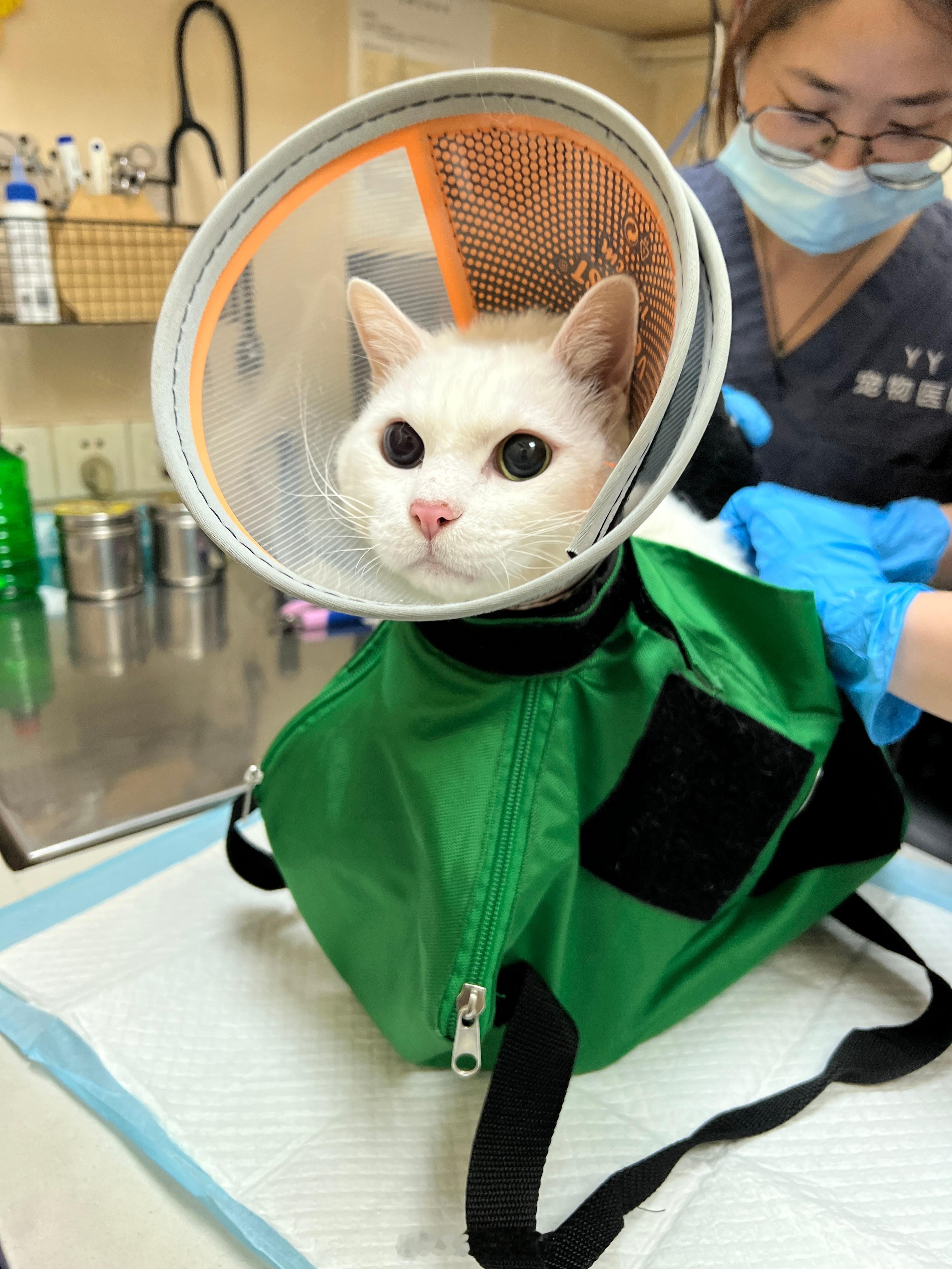 下午準備給吉吉梳毛、剪指甲，才發現指甲有乾掉的血跡，試著先用生理食鹽水給吉吉清洗