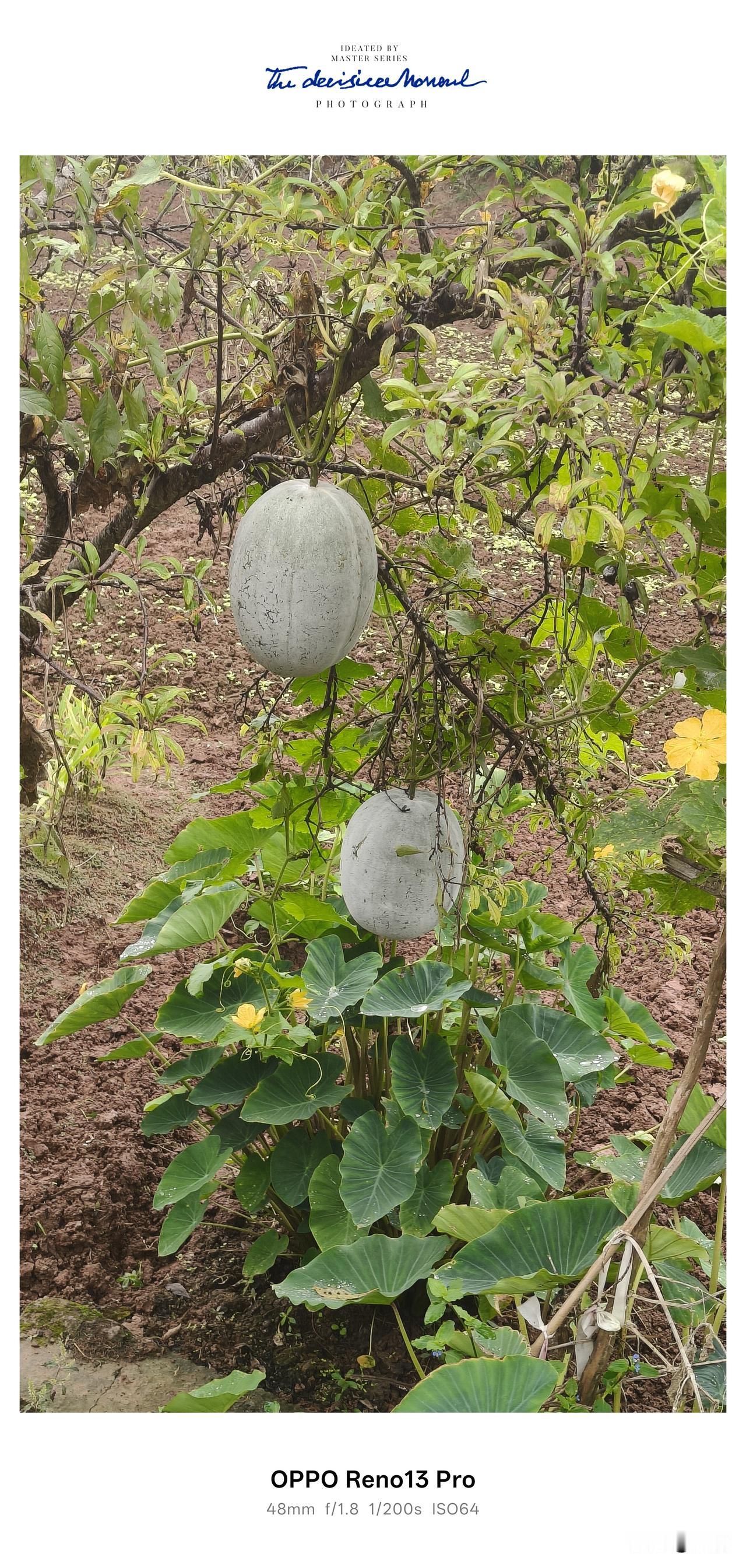 住在乡下的田园日子，说不出的惬意。房前屋后的菜园子，一到秋天就热热闹闹，各种各样