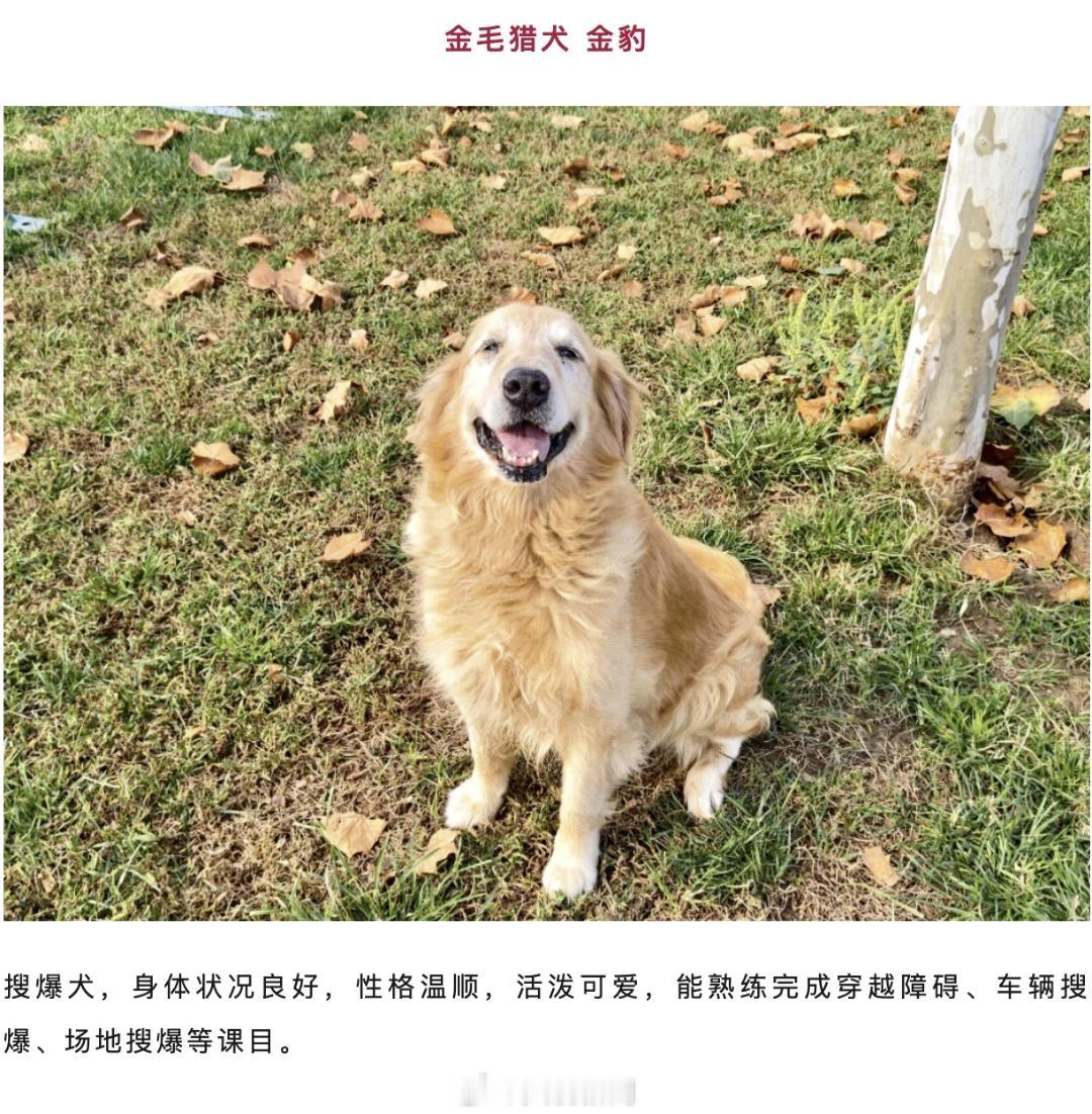 暖心转发！3只功勋军犬光荣退役，正式面向全社会寻找暖心新家。
 
它们曾坚守岗位