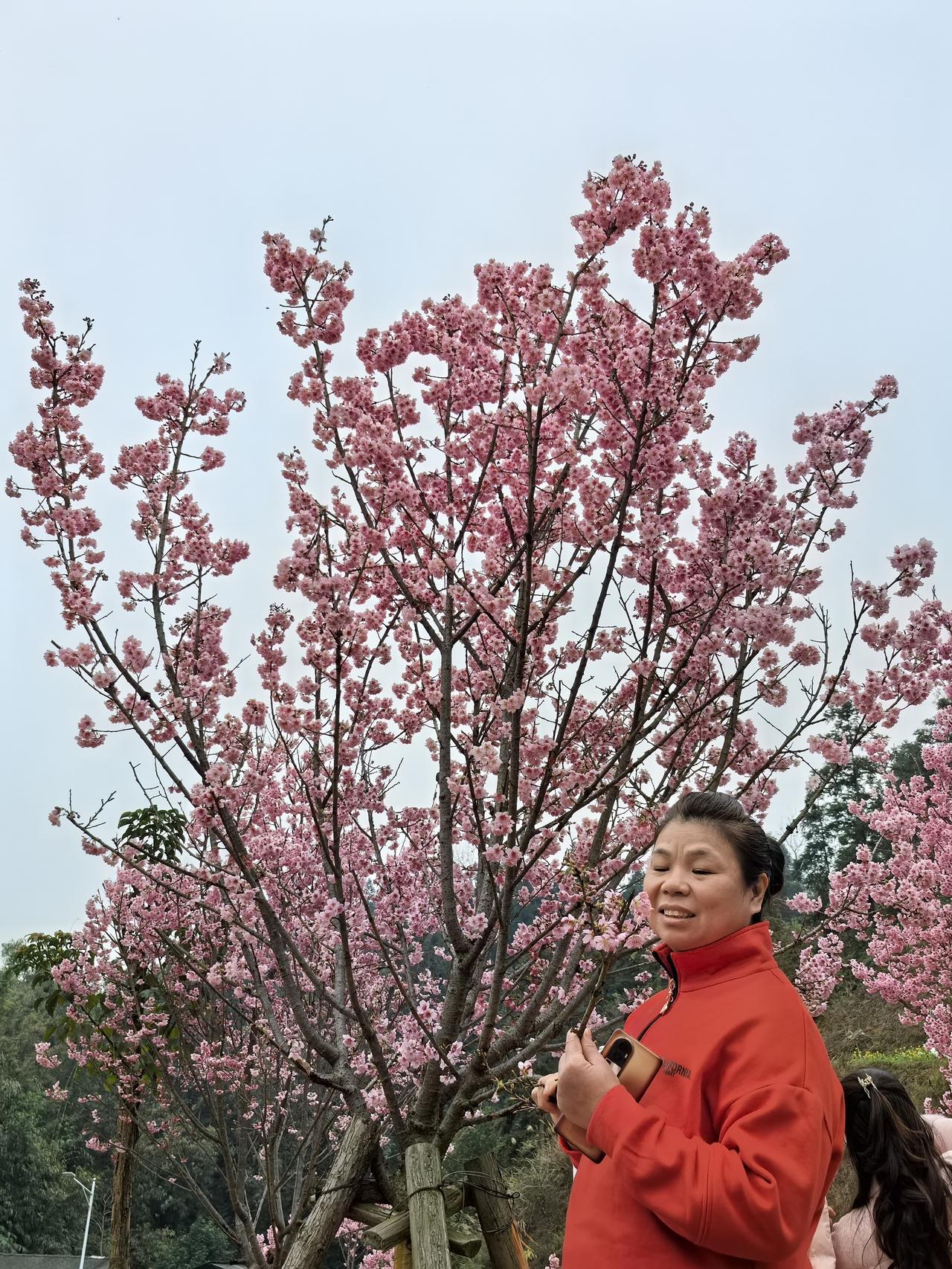 广西的春天己是各种花开的季节，油菜花，风铃花，桃花，茶花，炮竹花，三角梅，紫荆花