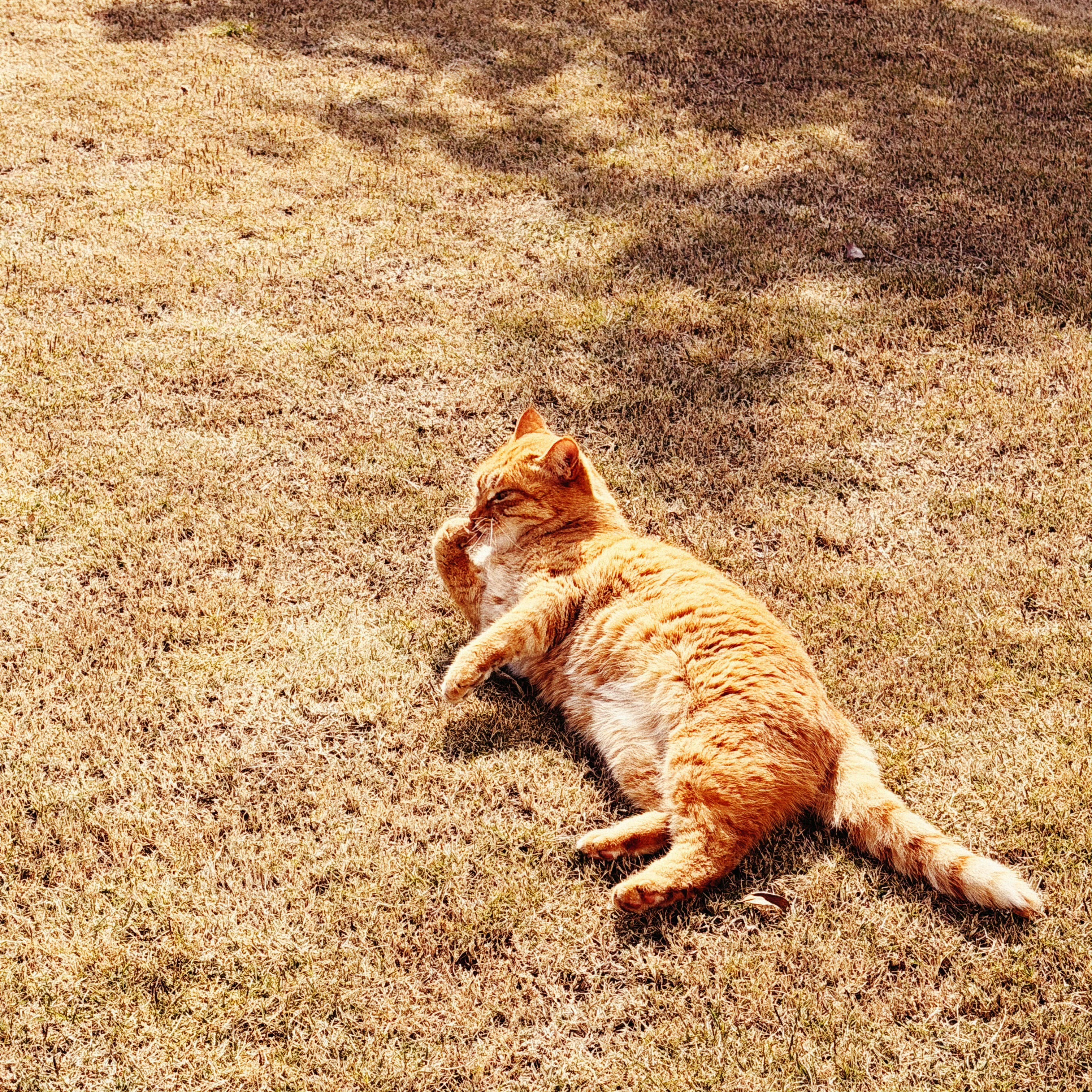 今天是国际猫咪日🐱祝你和苋菜宝宝都快乐祝所有的猫咪都快乐～