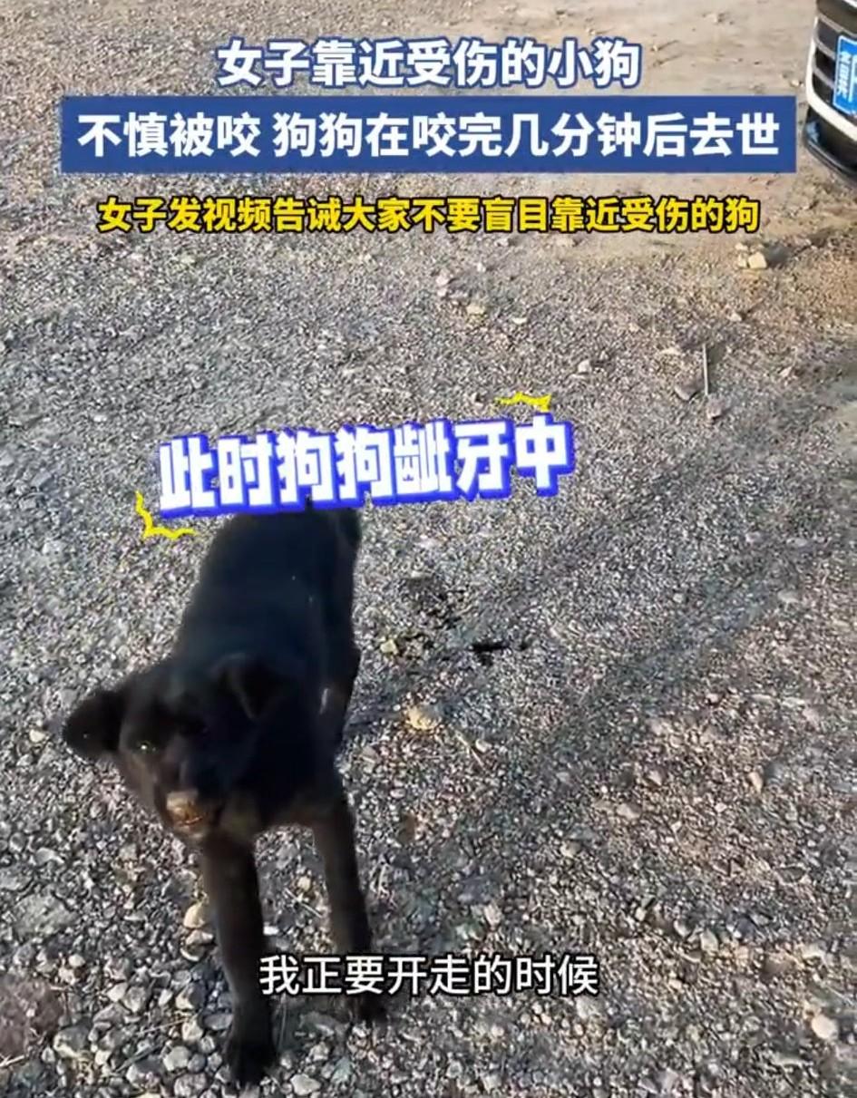 天津，一女子开车前，发现车前有只流浪狗，见它精神萎靡，便下车想救助狗子，可刚靠近