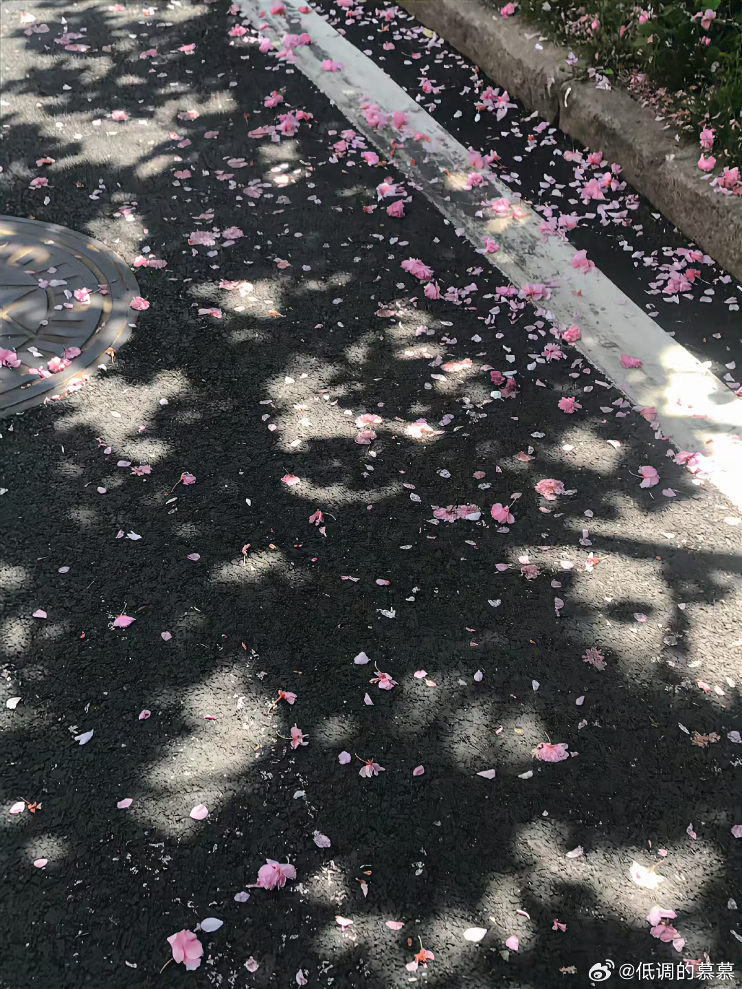 今天在落花中遛弯 