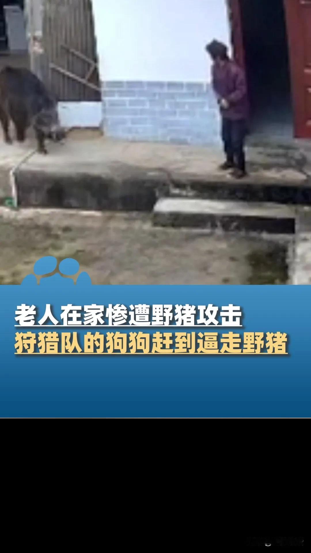 在2024年11月24日，陕西省安康市岚皋县佐龙镇发生了一起野猪袭击老人的事件。