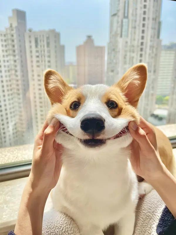 赏析：这幅下联“时时乐乐呵呵”与上联“日日开开心心”相映成趣，共同表达了持续不断