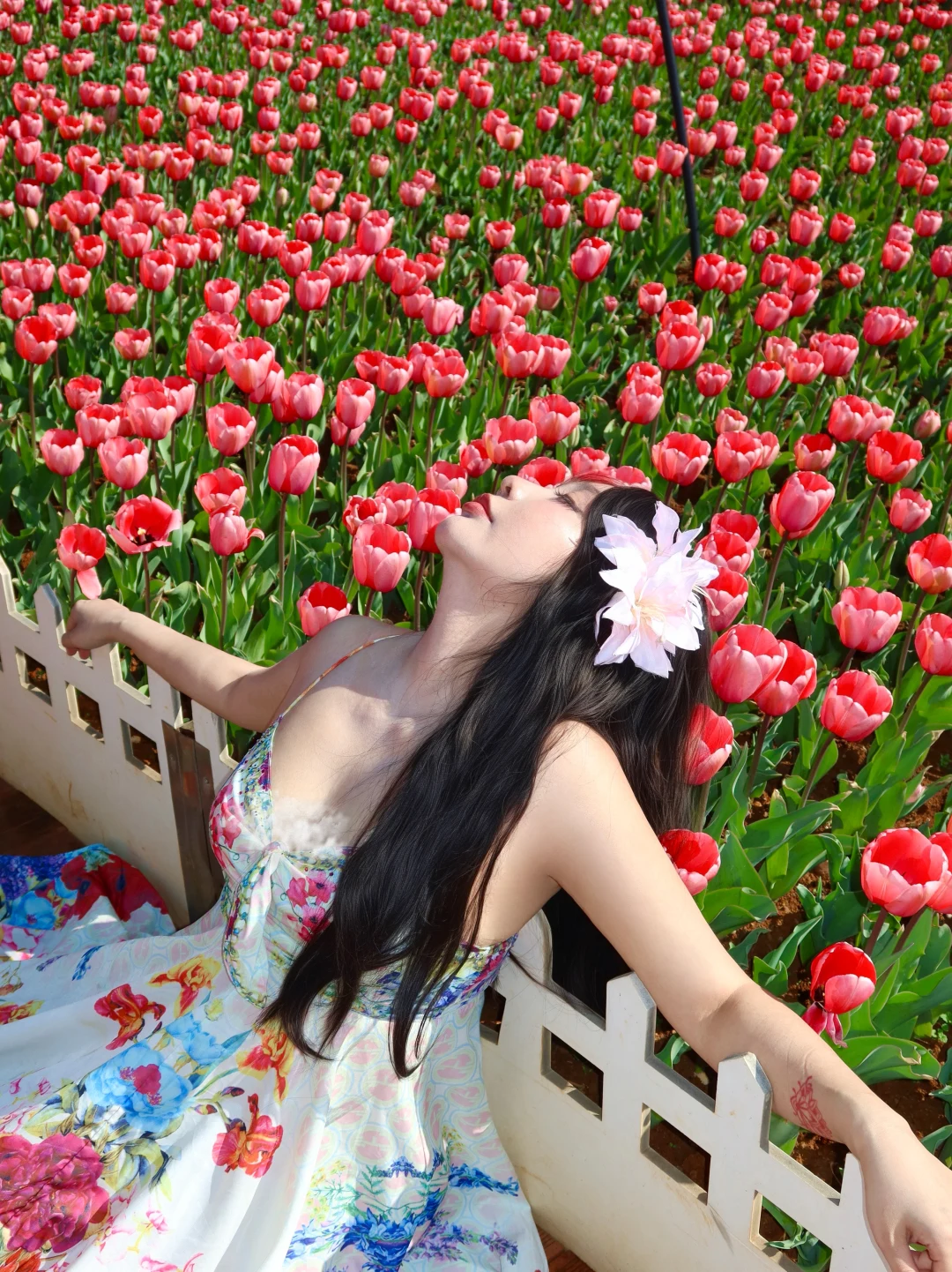 2.3捞鱼河郁金香🌷实拍