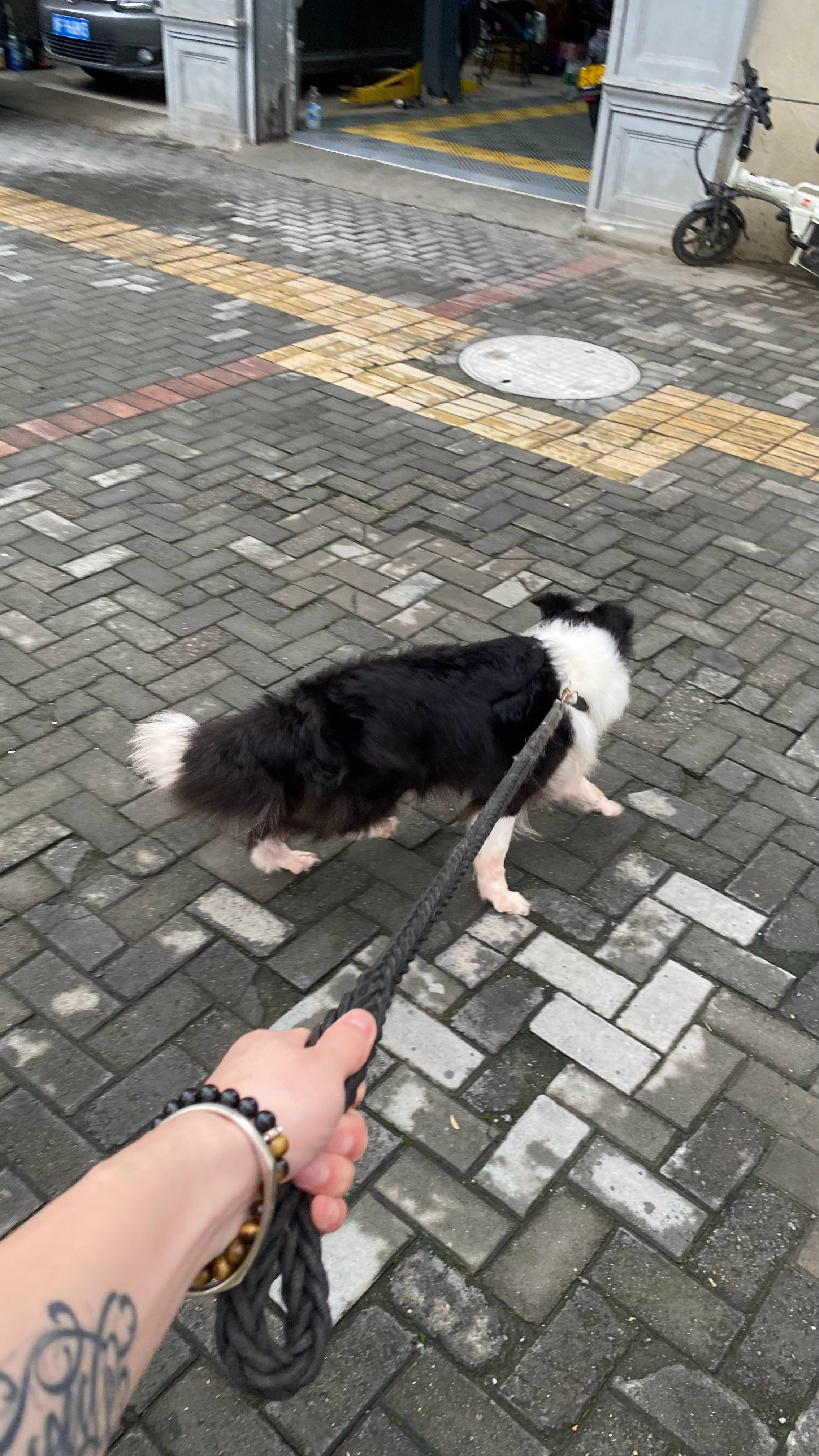 香香狗 