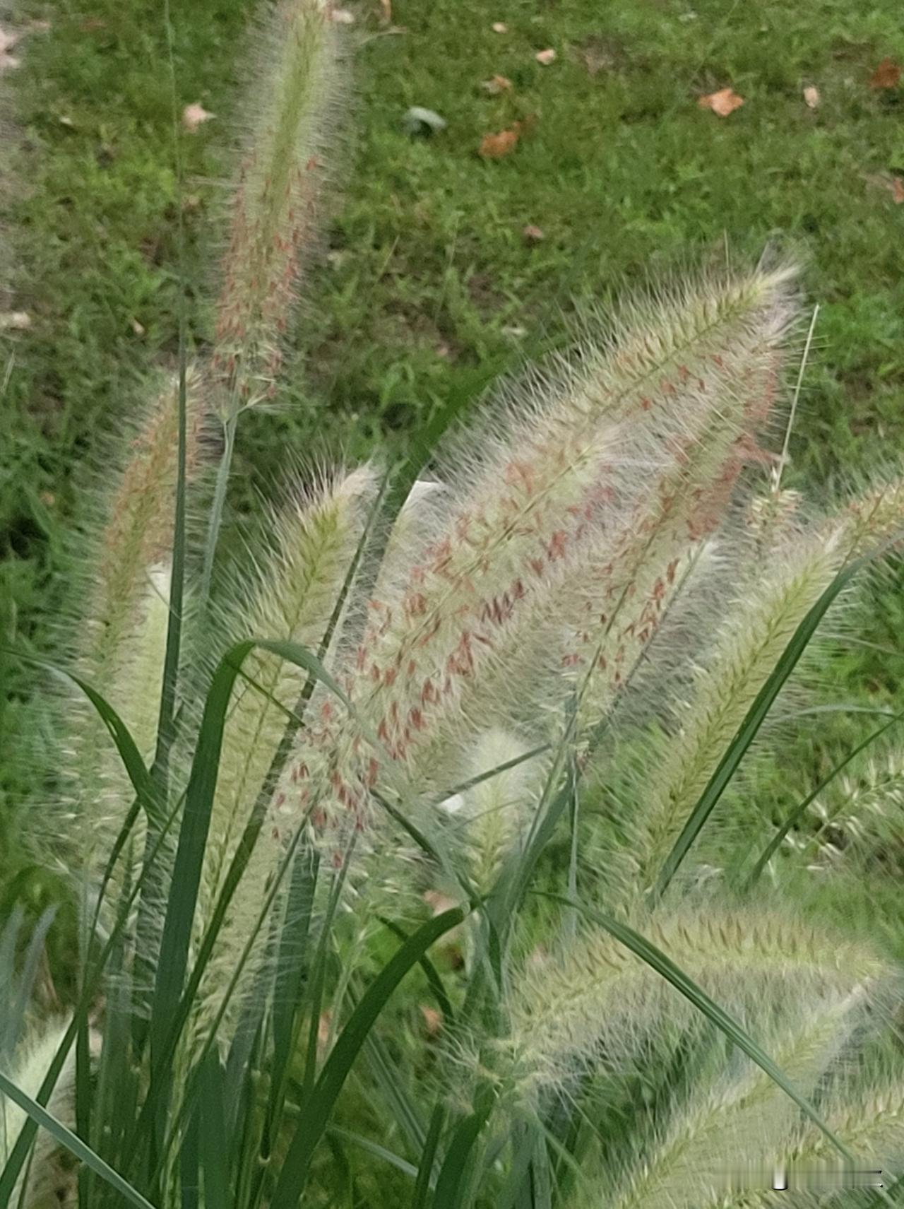 夏天的花草，虽然不象春天一样，但仍然艳丽。