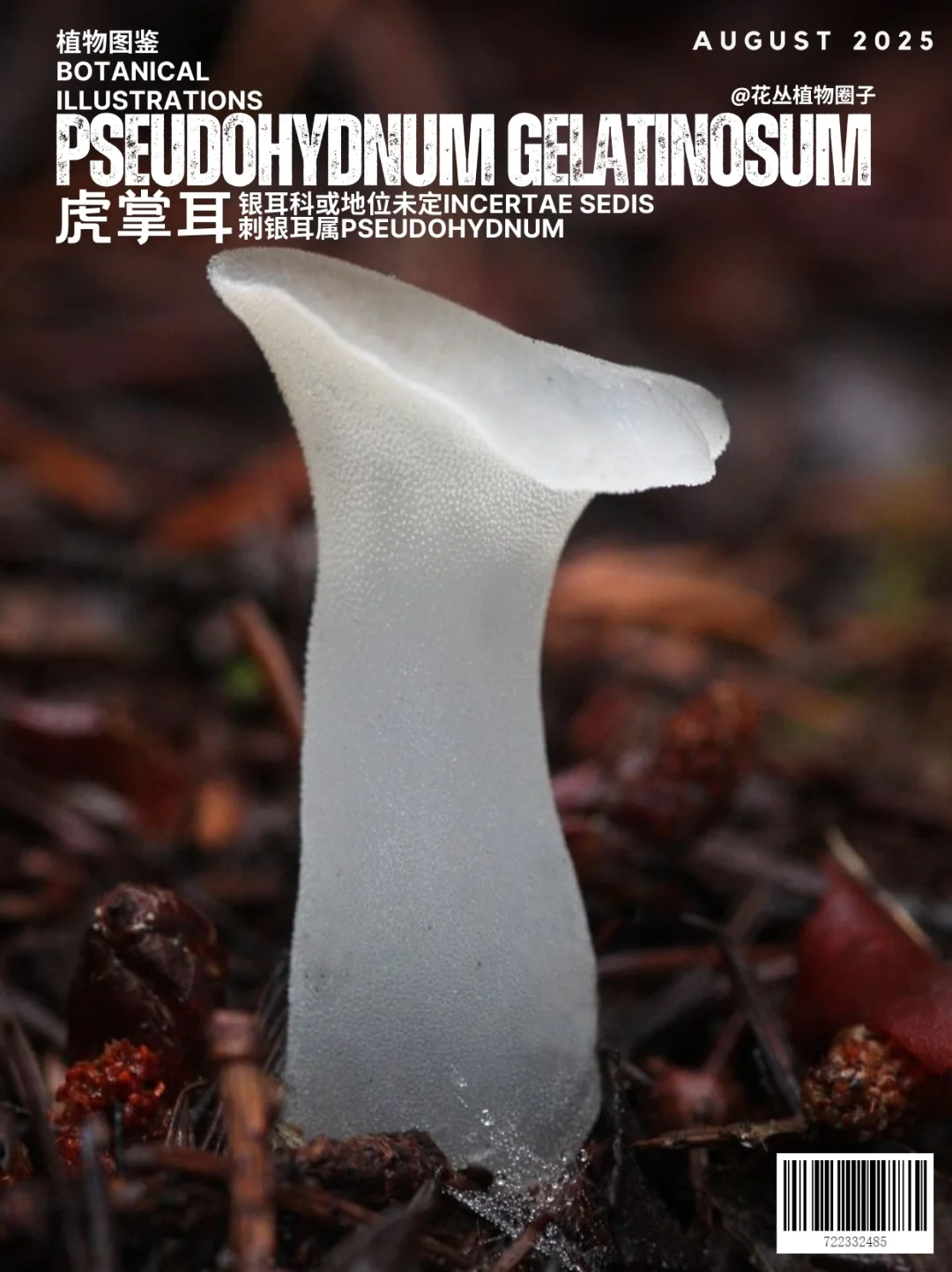 胶质刺银耳pseudohydnum gelatinosum