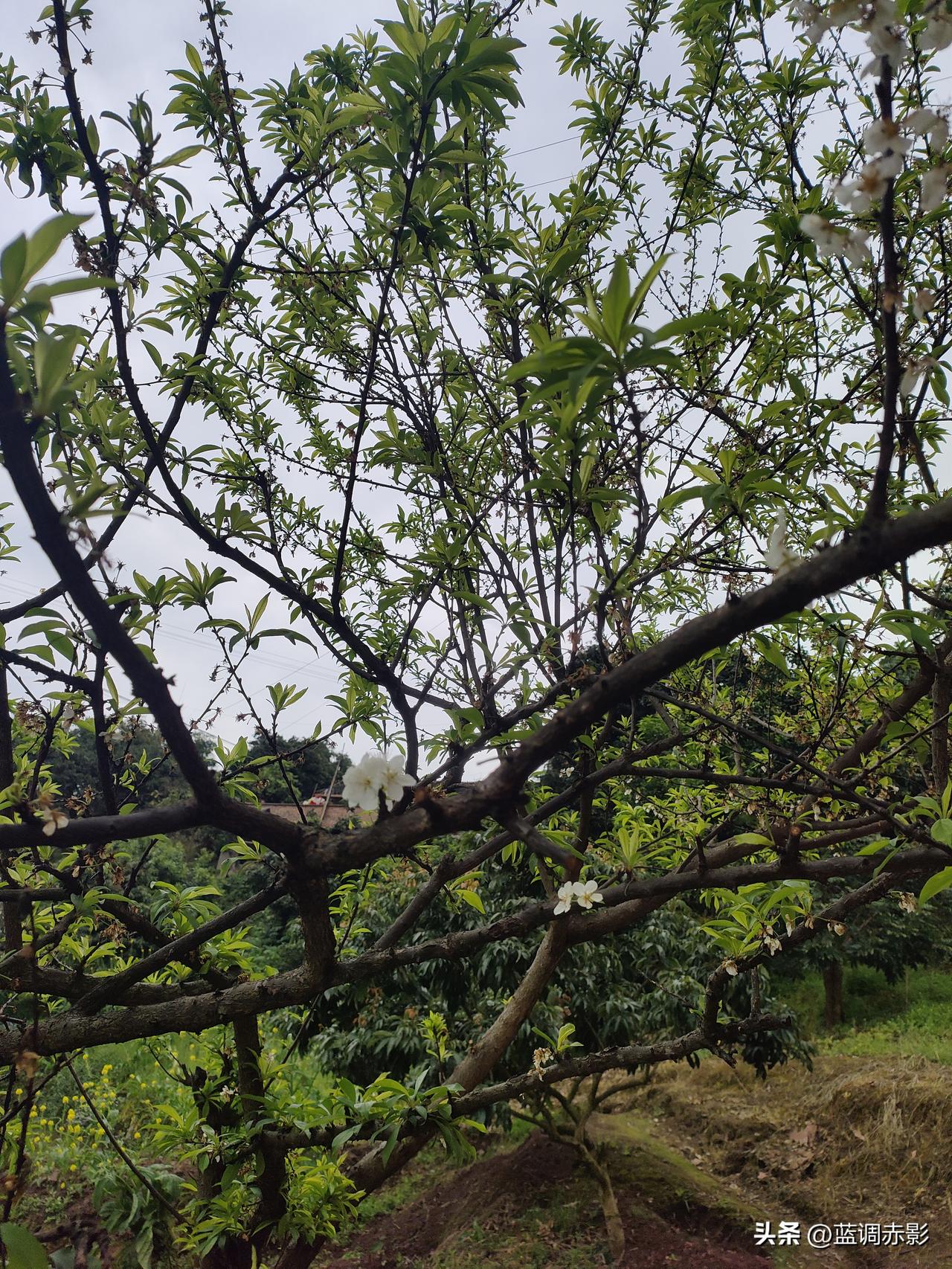 一句话记录春日心情