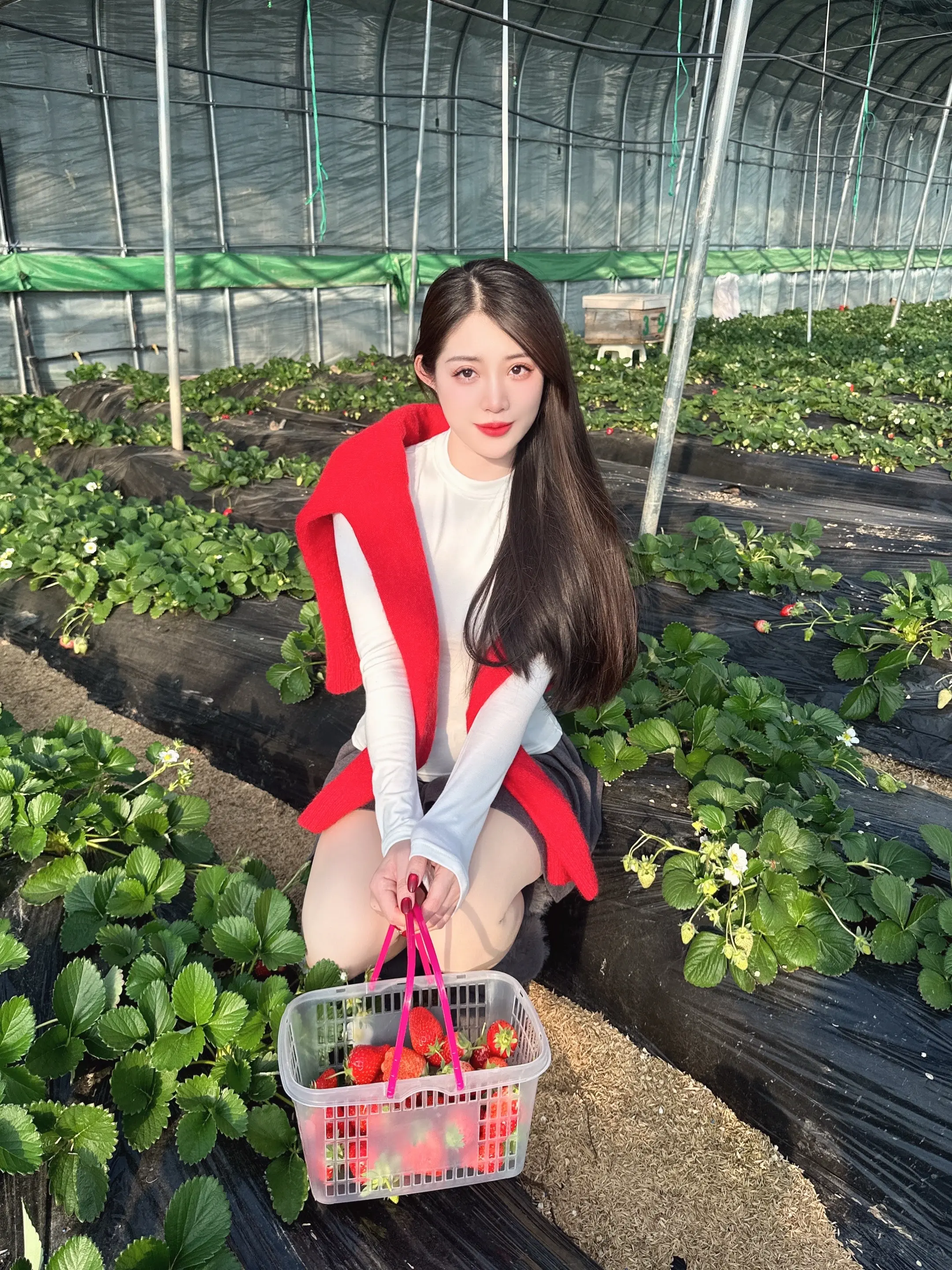 年初二 必摘草莓项目🍓