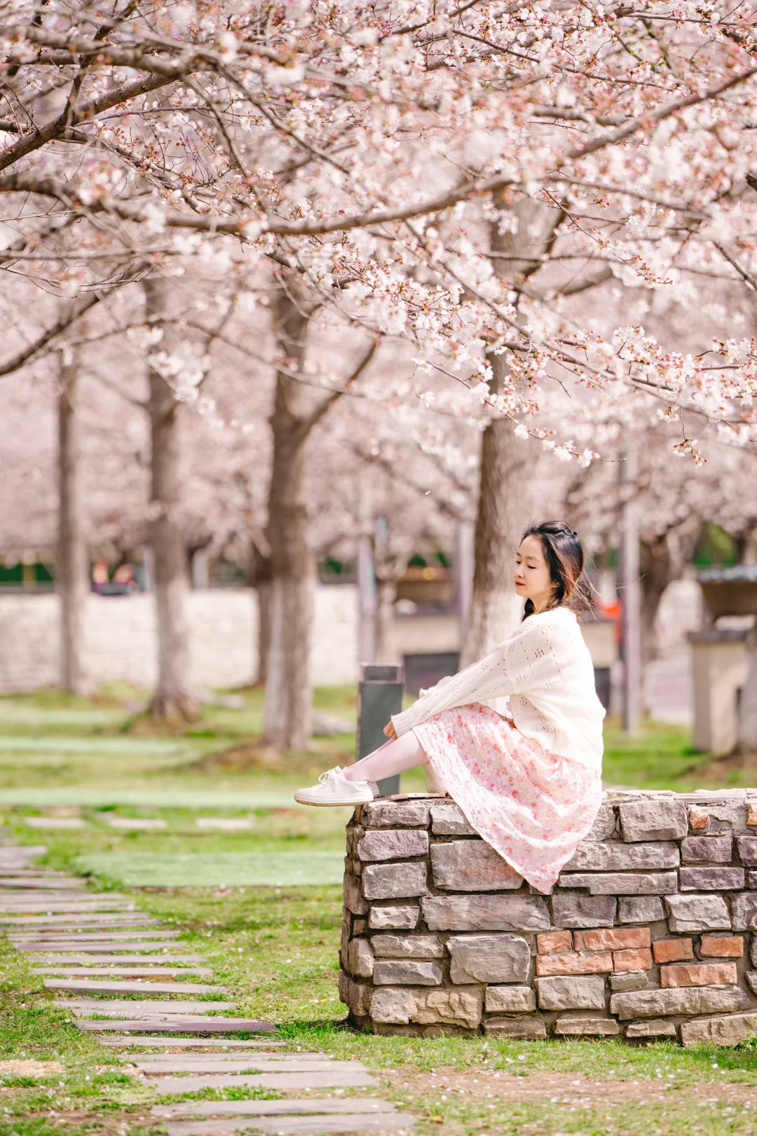 🌸鼋头渚太拥挤，那就来这里看樱花️‼️
