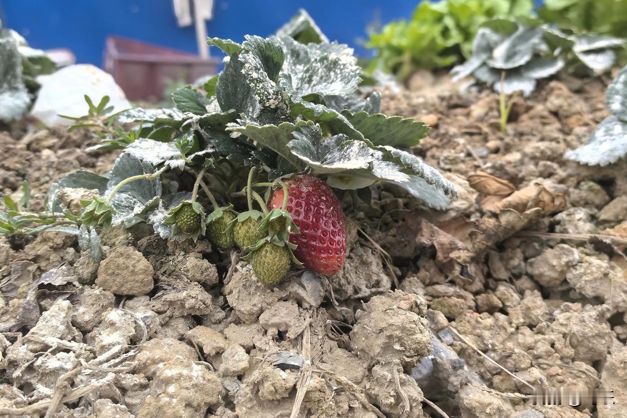 算数题：
老板出钱承包了一个水库，雇佣工人在水库里捞鱼，捞到的鱼工人自己吃30%