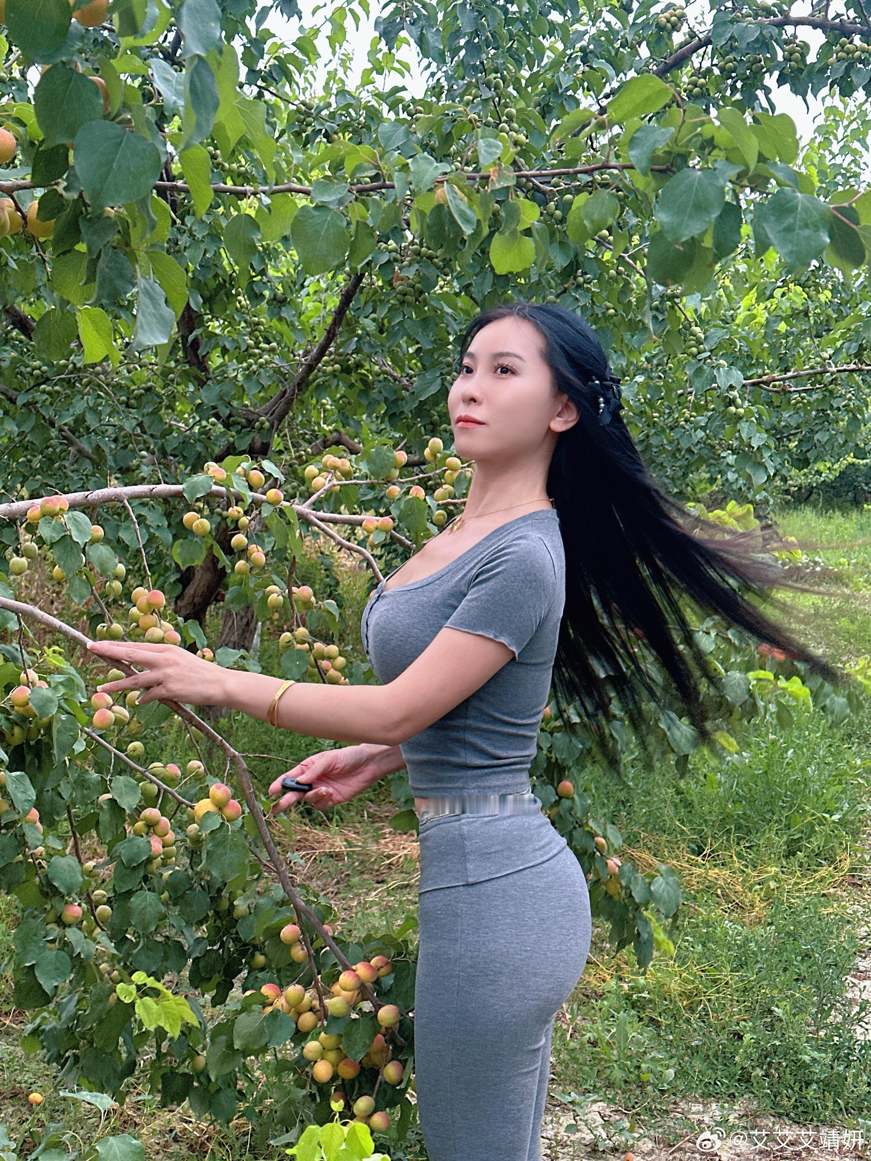 💛杏子快成熟了💛新农人转果园日常 阿克苏·农四团场