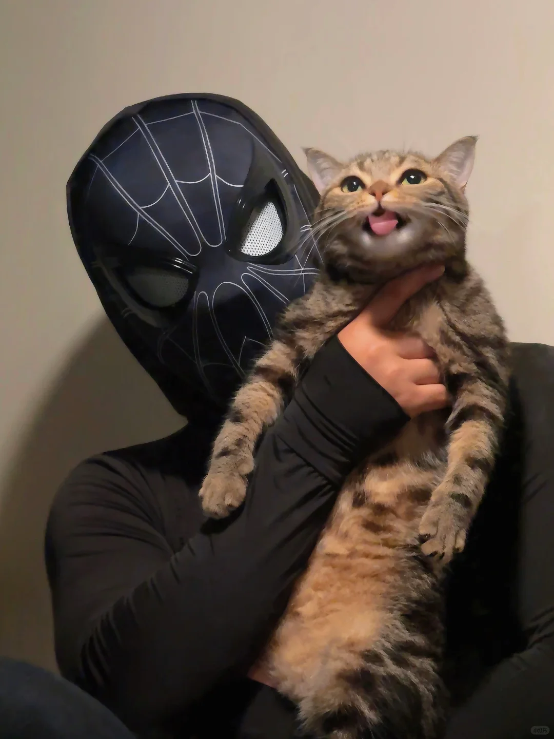 我的猫好像知道自己的优点