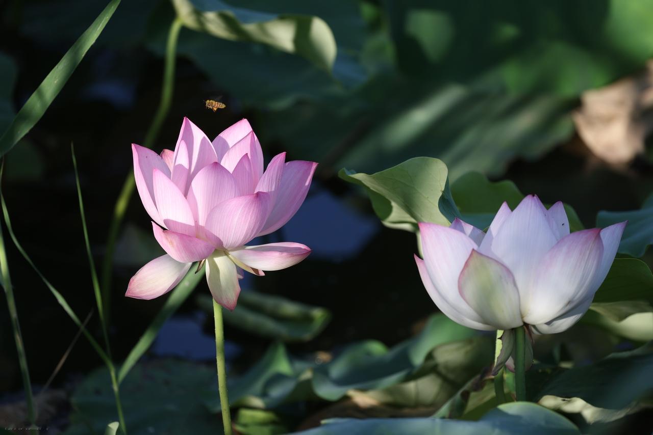 别对一个人太好，因为久而久之，他会把你的好视为理所当然。其实，最卑贱的不过是感情