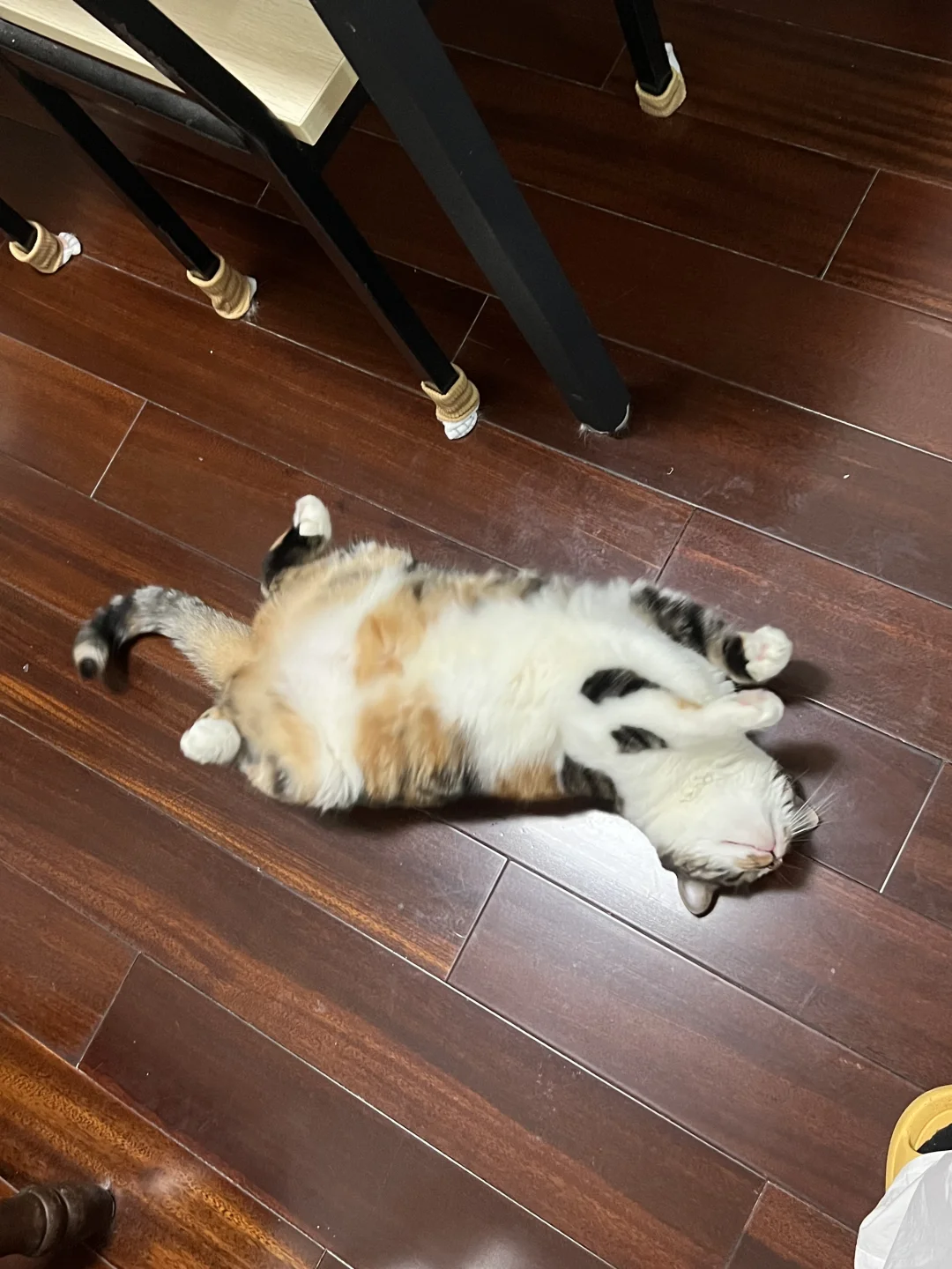 现烙猫饼