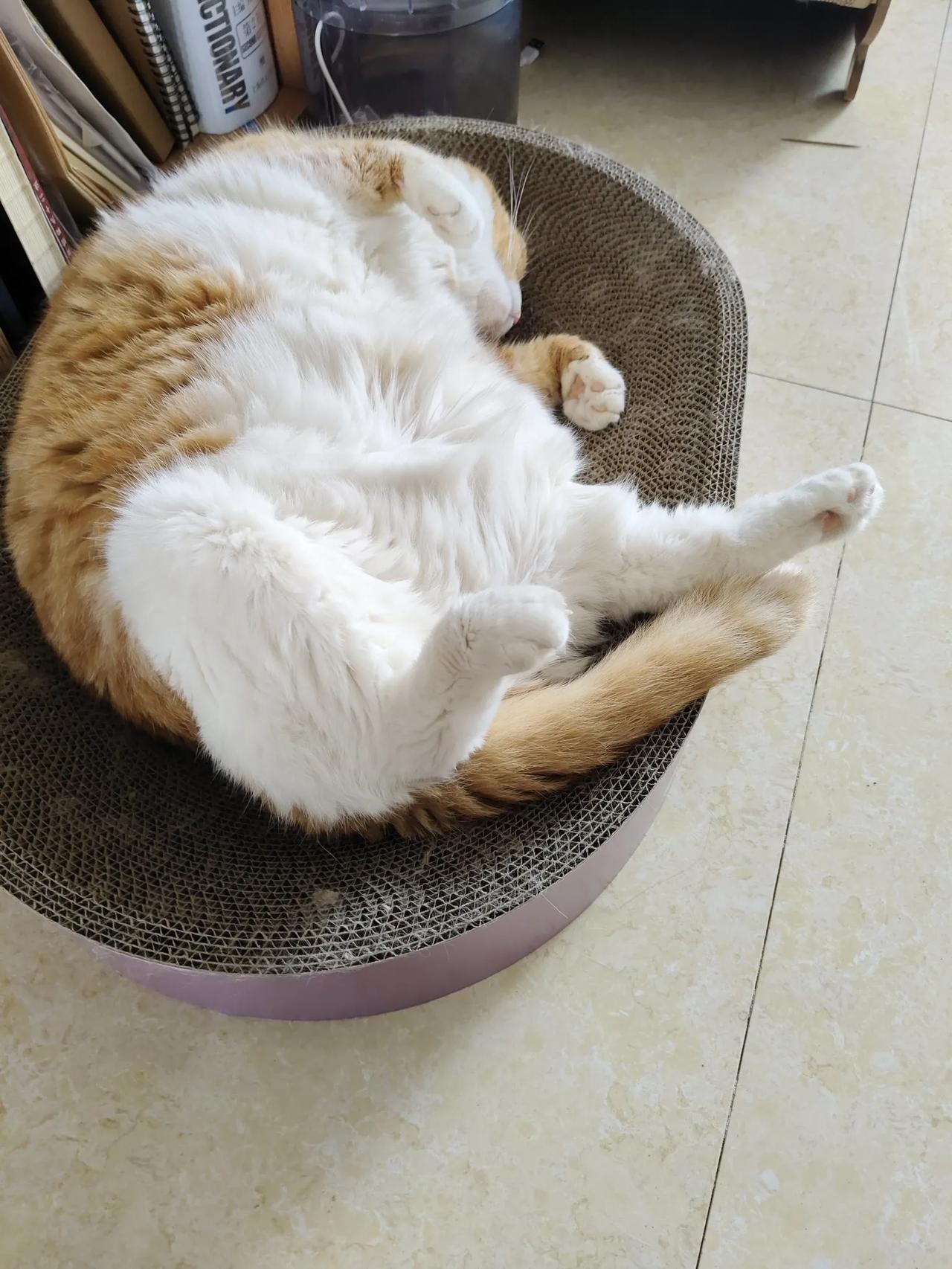 回家，看到大猫，立刻钻到肚皮底下，不哭不闹了。
现在，她就是家里的霸王。流浪猫渴