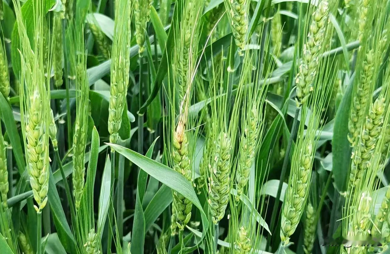 【科学种植】小麦抽穗扬花期雨水偏多，南方小麦已经有赤霉病显症了，要抓紧时间施药防