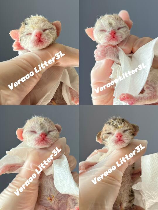 最近破壳的小卷卷超多哒🐣｜德文卷毛猫