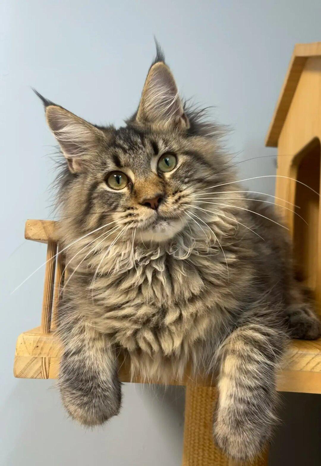 缅因｜棕虎缅因弟弟6888