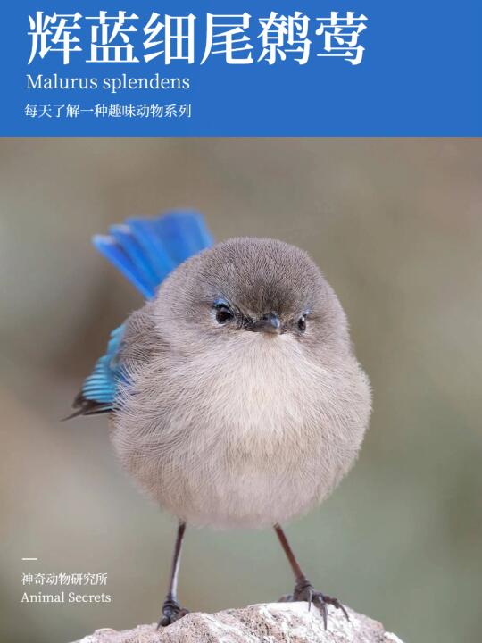 每天了解一种趣味动物👀辉蓝细尾鹩莺