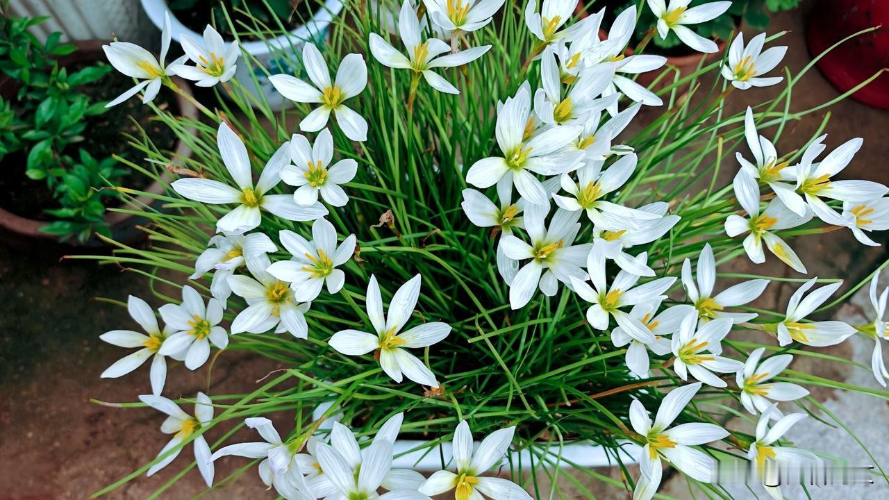 1、通用/学名：葱莲、葱蓬。
2、按形态：玉帘、白玉帘、白花菖蒲莲、草兰。
3、