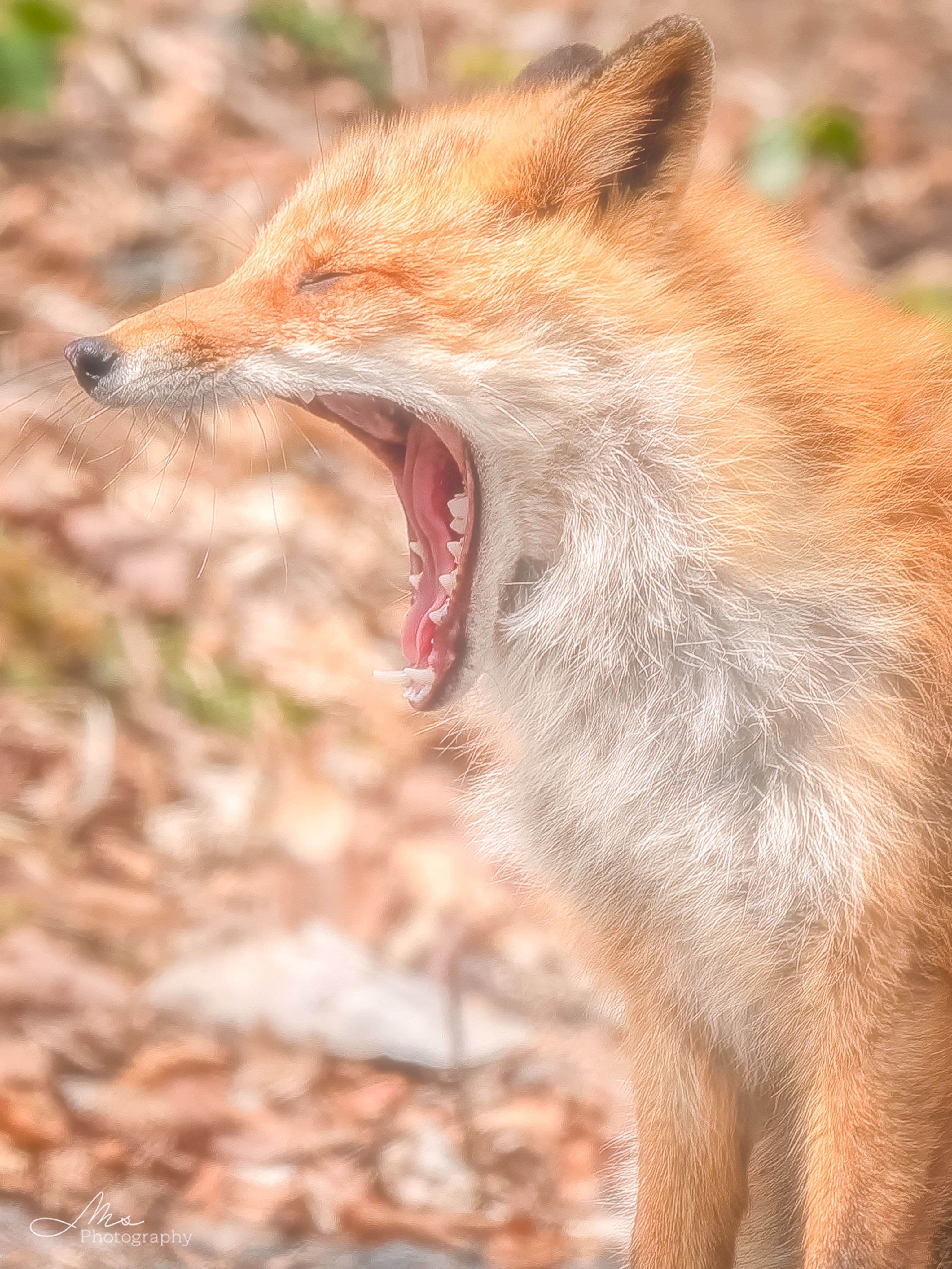 狐狸[超话] 早上困困的©️maru_photos ​​​