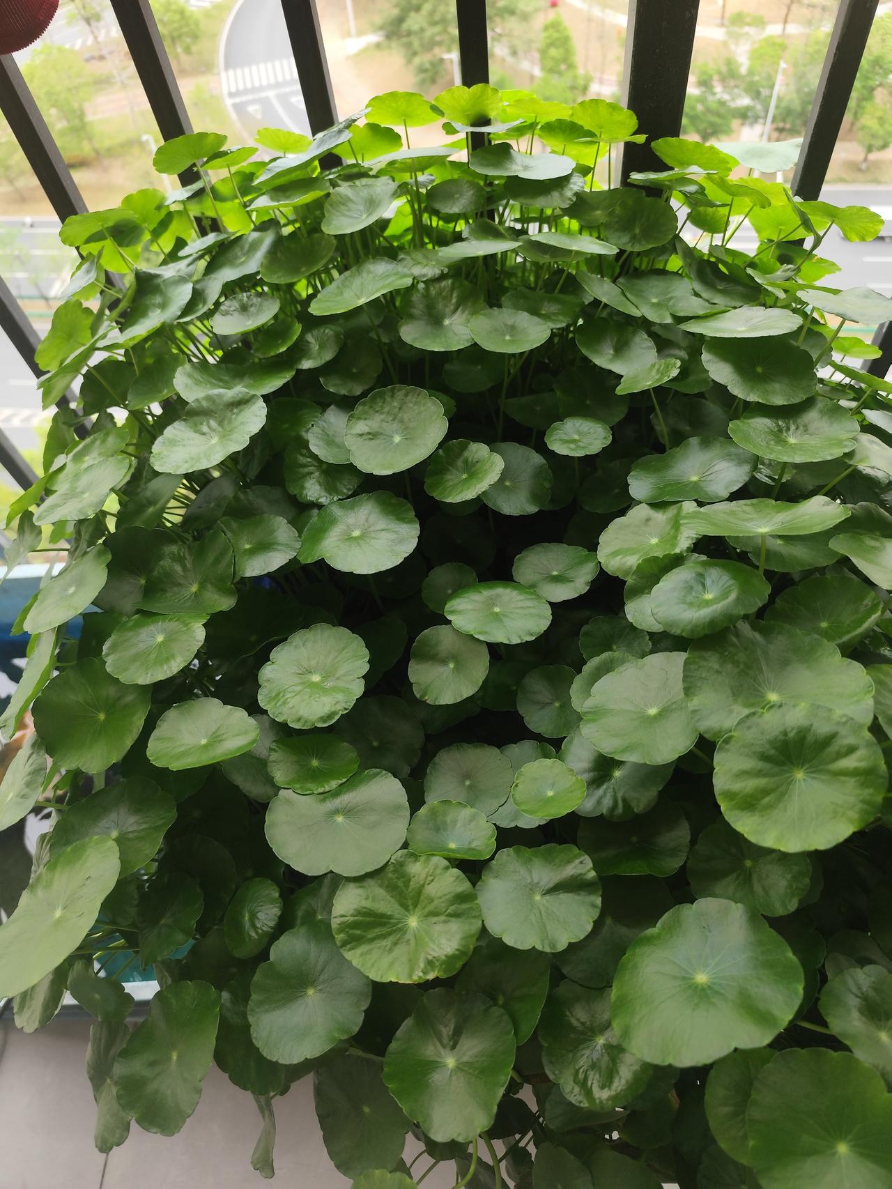 天气日渐温暖，阳台上的铜钱草开始疯狂生长，看着它们生机勃勃的样子，心情都变好了。