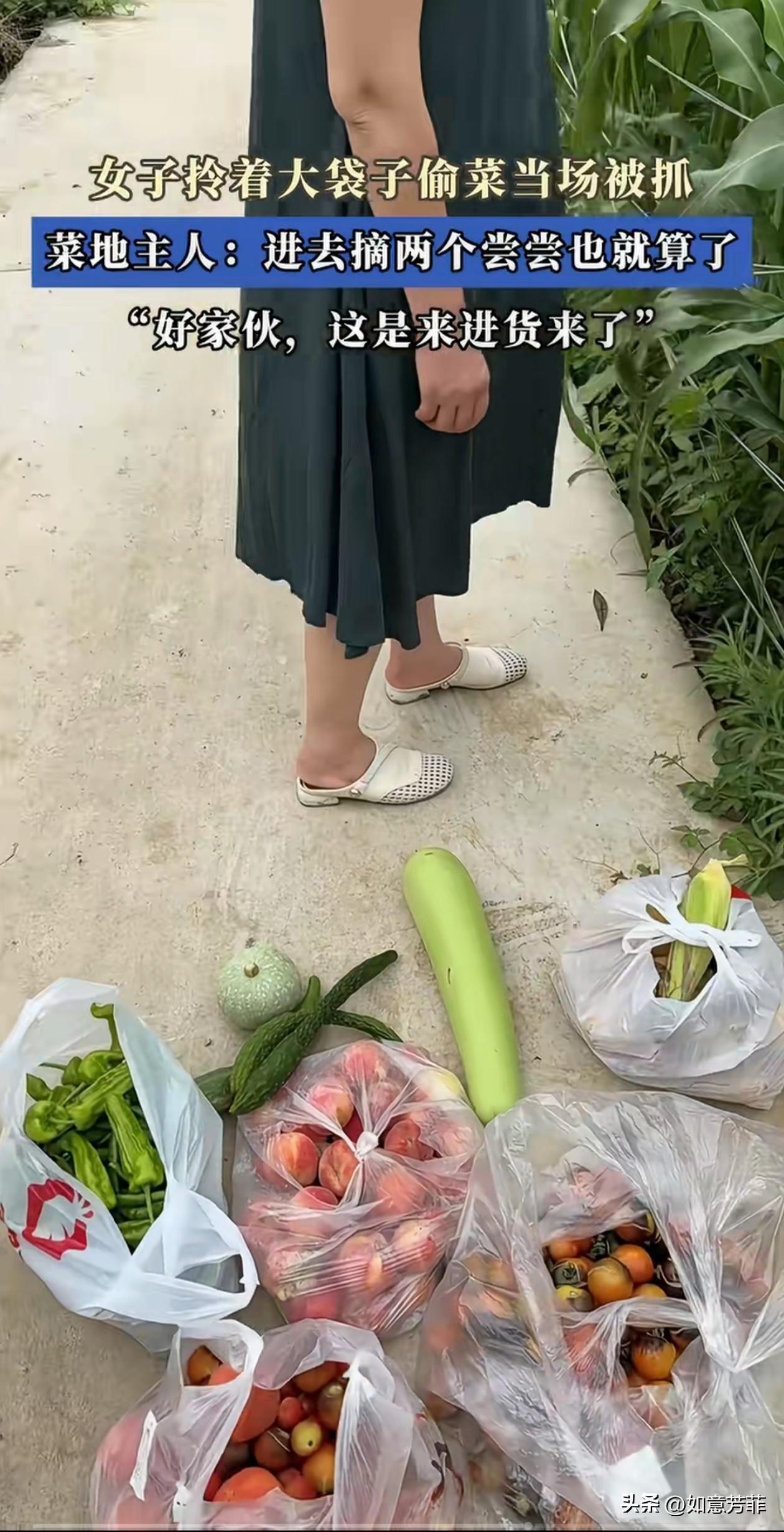 一名穿着精致的女子竟拎着好几个大袋子去偷菜，结果被菜地主人当场抓住，菜地主人气愤