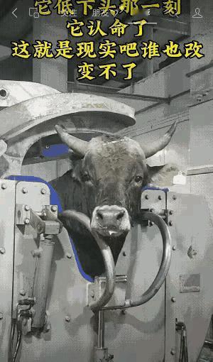 这个时候它在想什么？它能意识到自己快走到生命的尽头了吗？