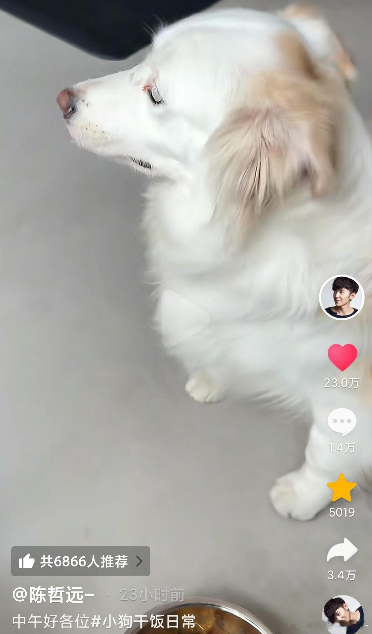 陈哲远吃的不如狗